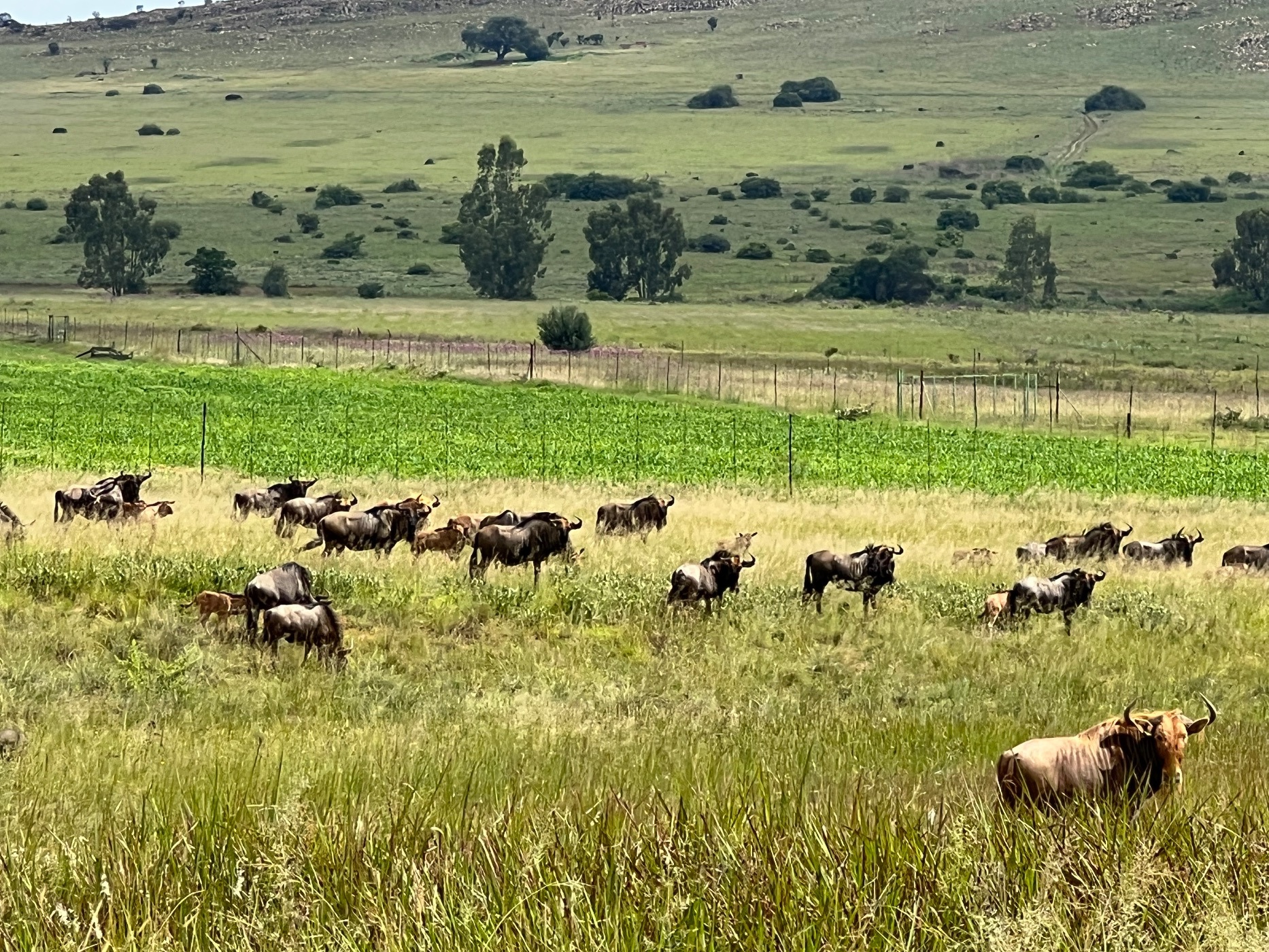 10182 m2 Vacant Land For Sale Bronkhorstbaai PRN1539999 Pam