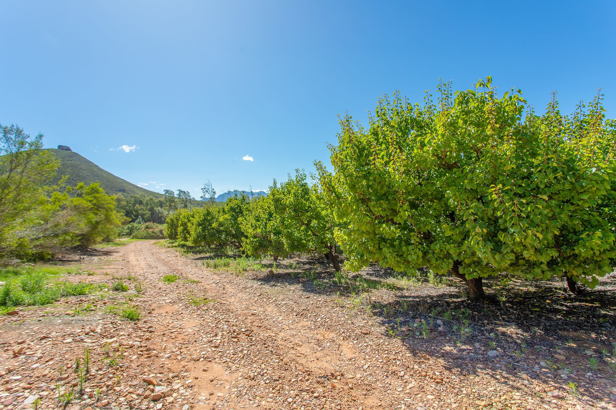 120.5 hectare Fruit Farm For Sale Robertson TK1599010 Pam Golding