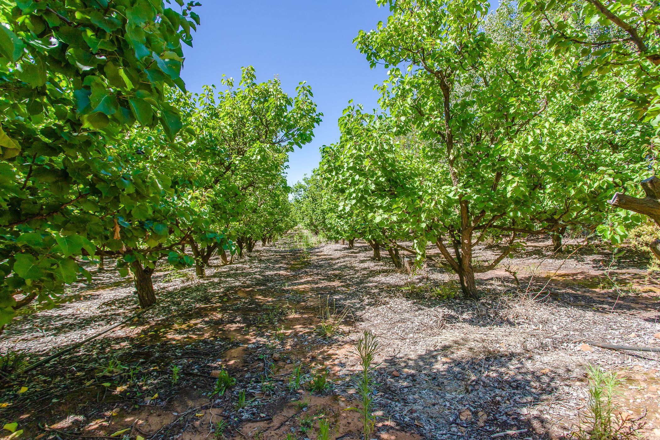 120.5 hectare Fruit Farm For Sale Robertson TK1599010 Pam Golding