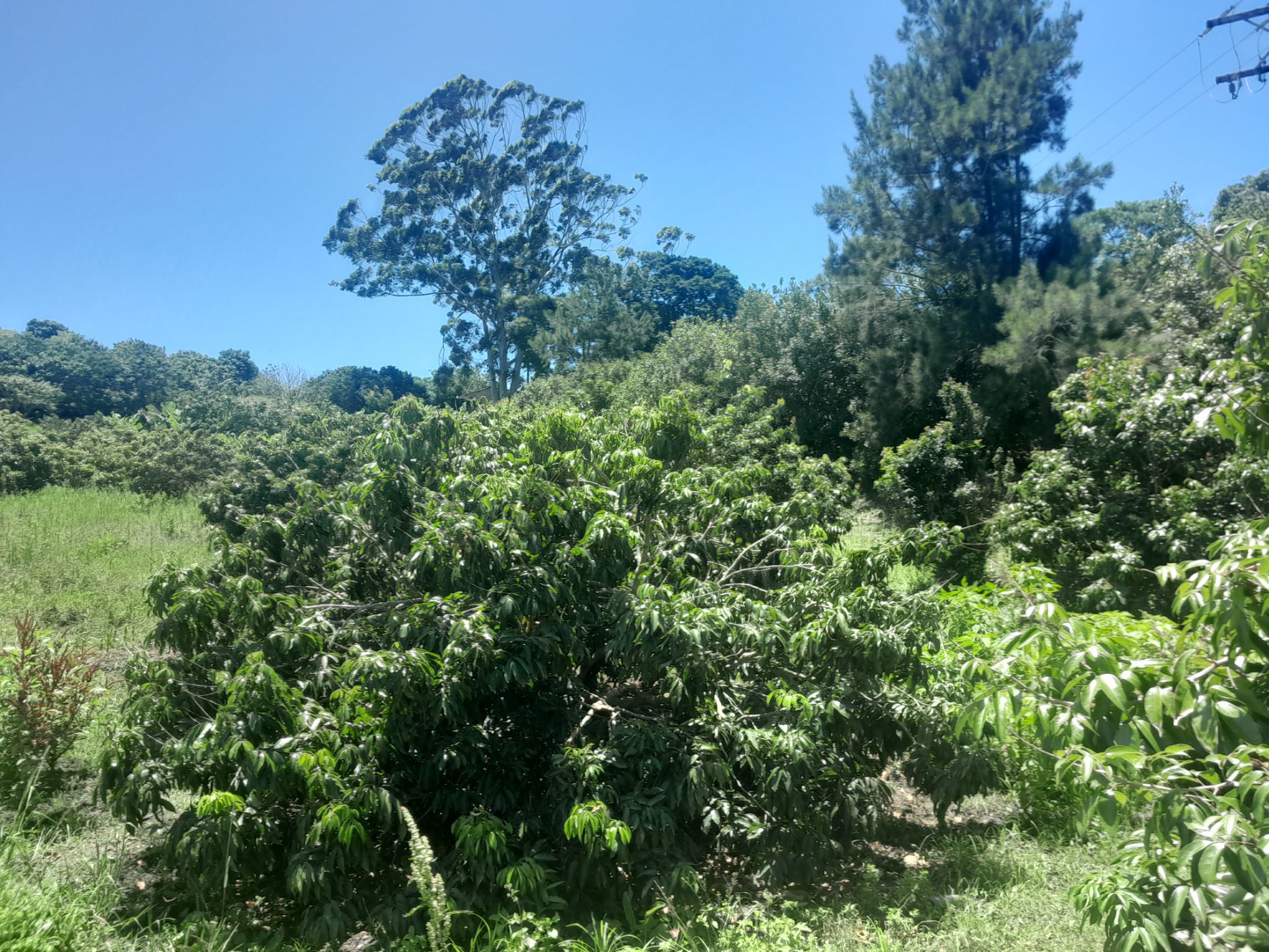 31542 m2 Fruit Farm For Sale Port Shepstone (Port Shepstone