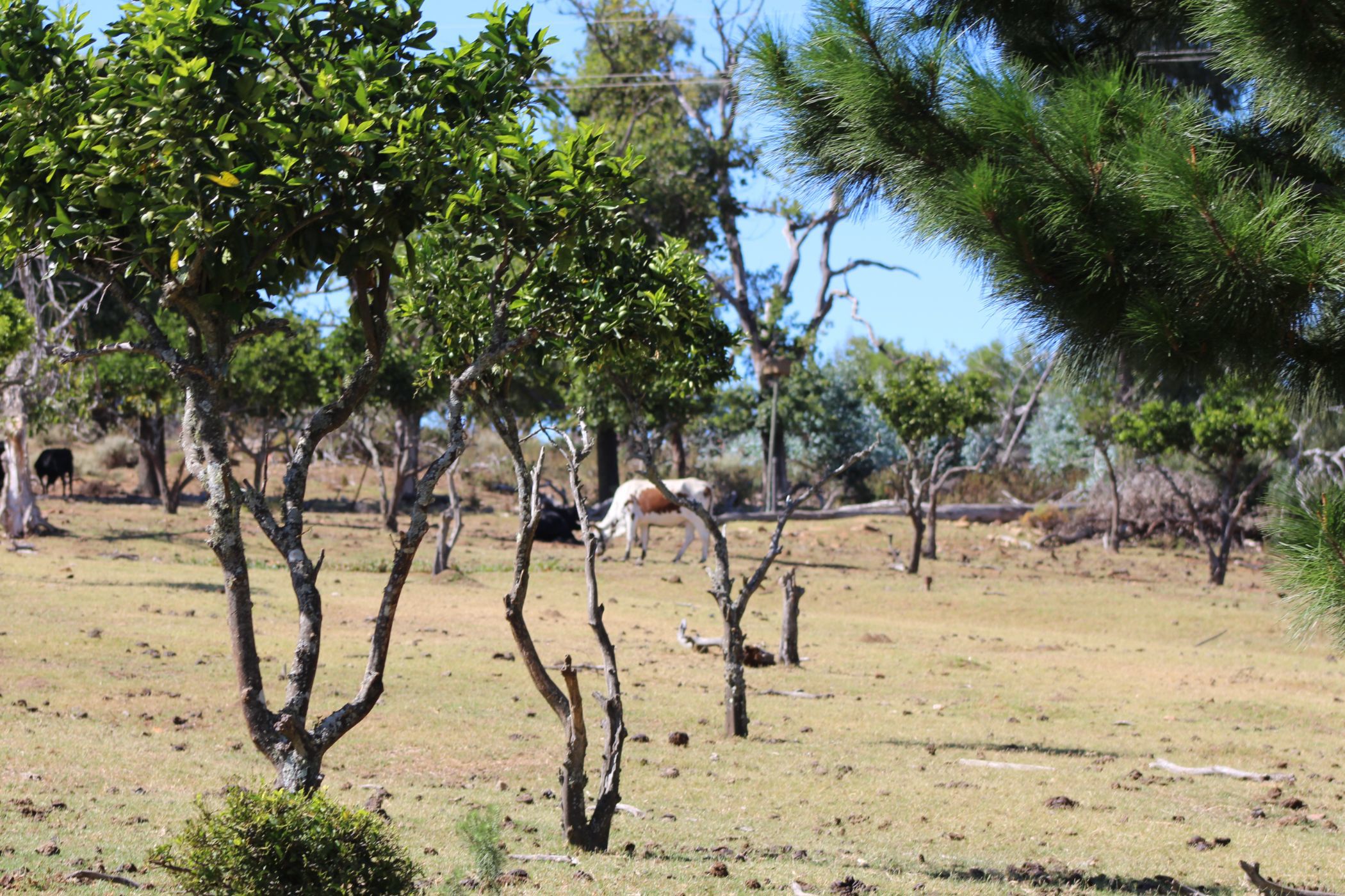 2135 hectare Mixed Use Farm For Sale Aurora (West Coast) LA1604330