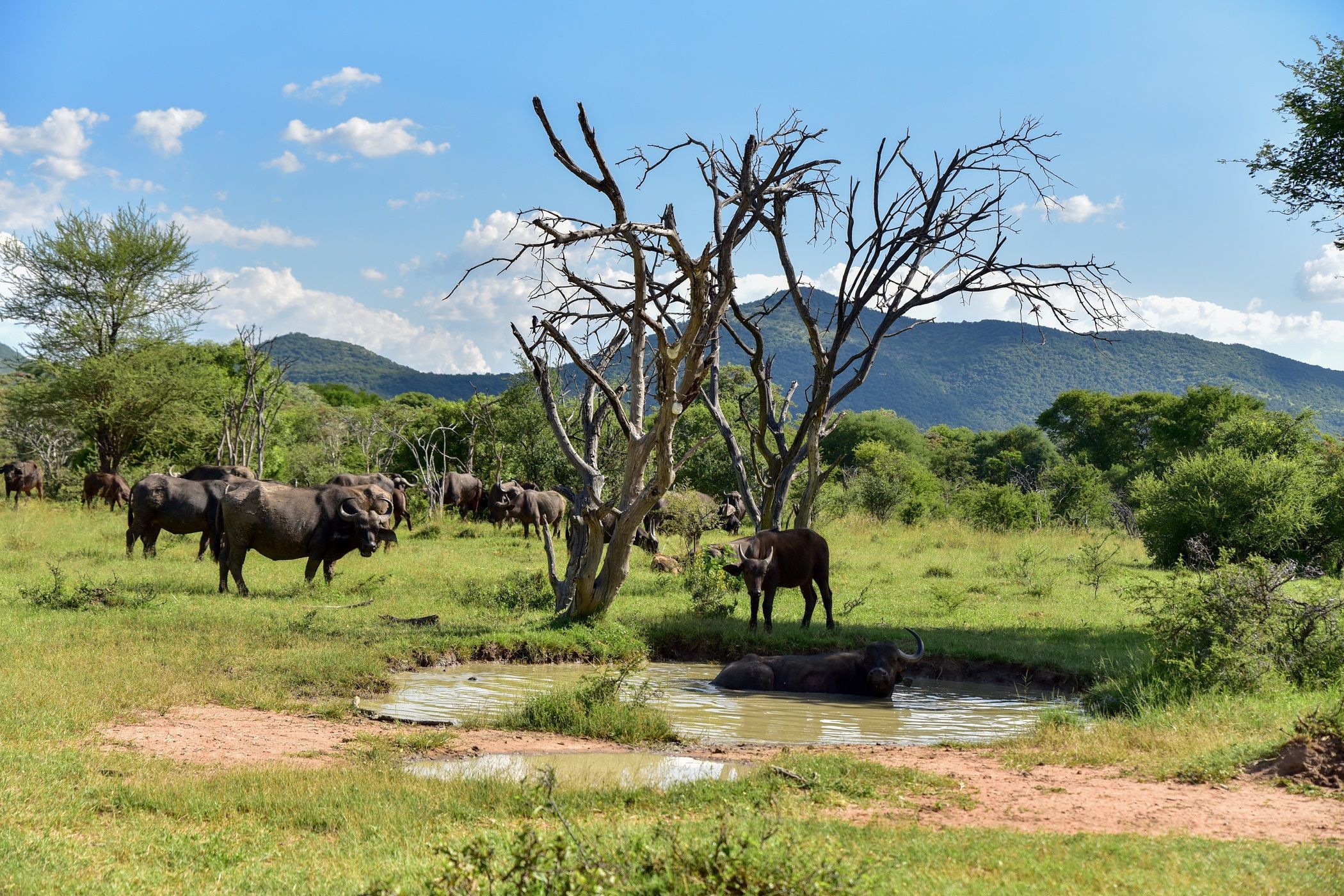 460 hectare Game Farm For Sale Thabazimbi 1ER1608368 Pam Golding