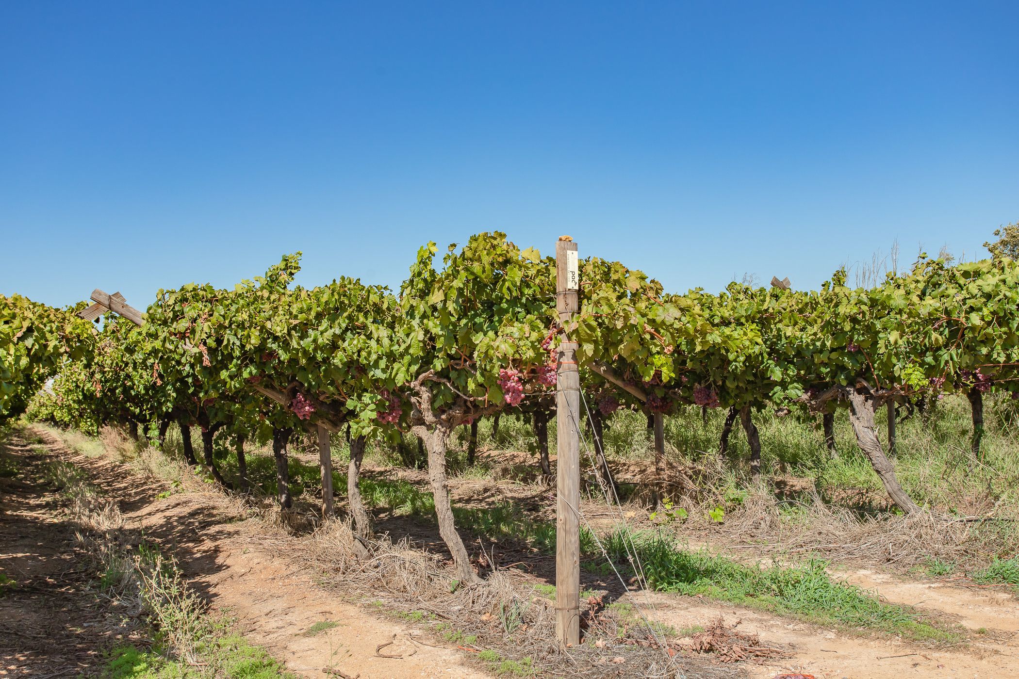 102.98 hectare Fruit Farm For Sale Wellington TK1607636 Pam