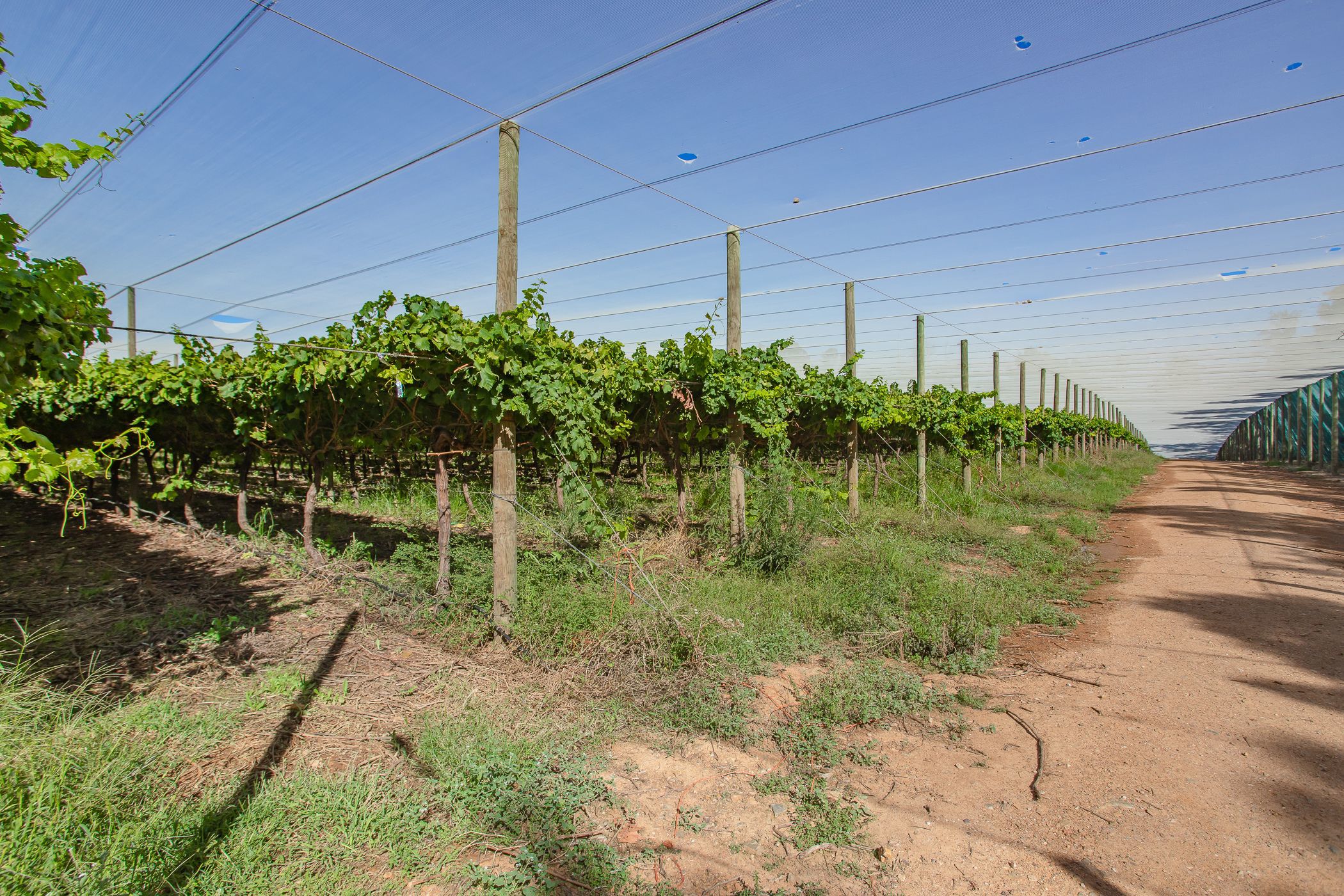 102.98 hectare Fruit Farm For Sale Wellington TK1607636 Pam