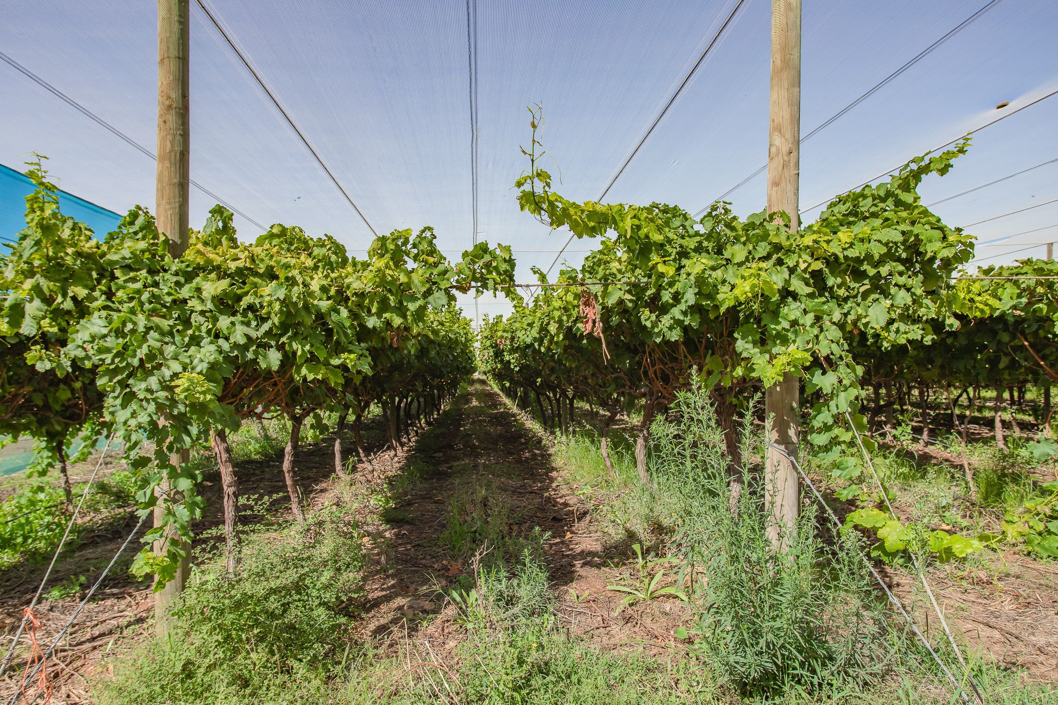 102.98 hectare Fruit Farm For Sale Wellington TK1607636 Pam