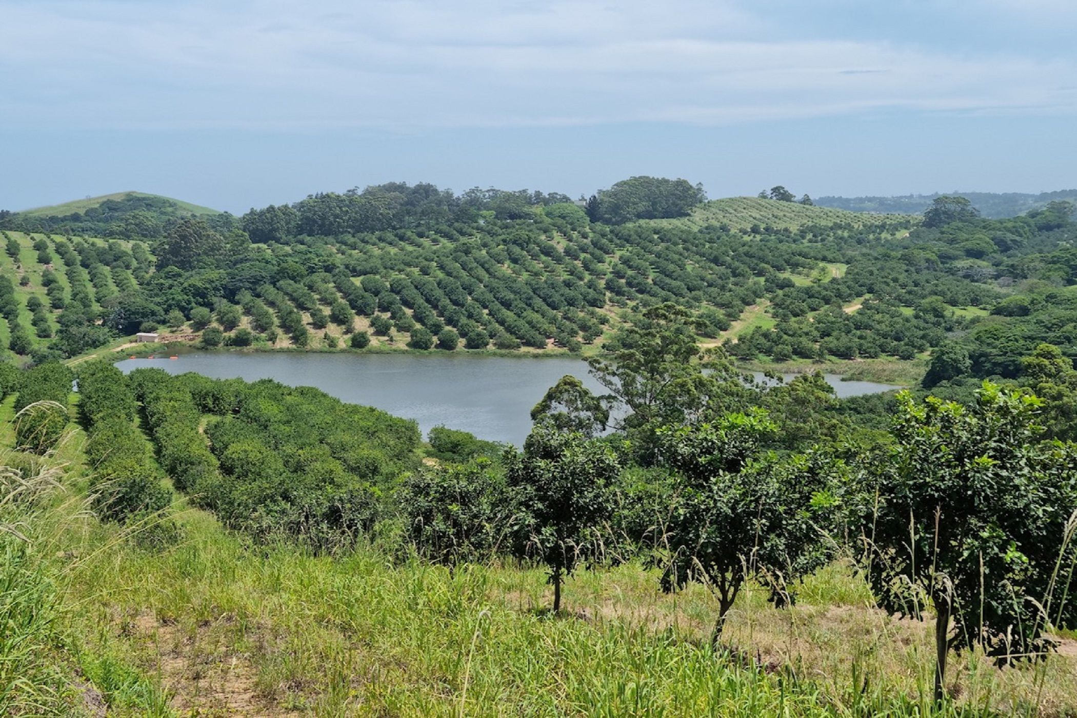 166.9 hectare Nut Farm For Sale Ifafa 1SI1609475 Pam Golding