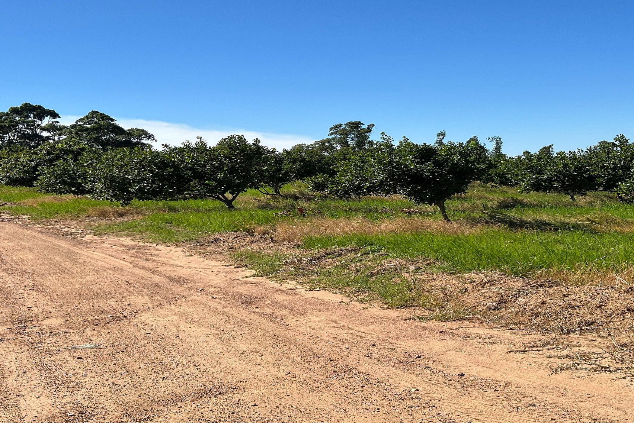 166.9 hectare Nut Farm For Sale Ifafa 1SI1609475 Pam Golding