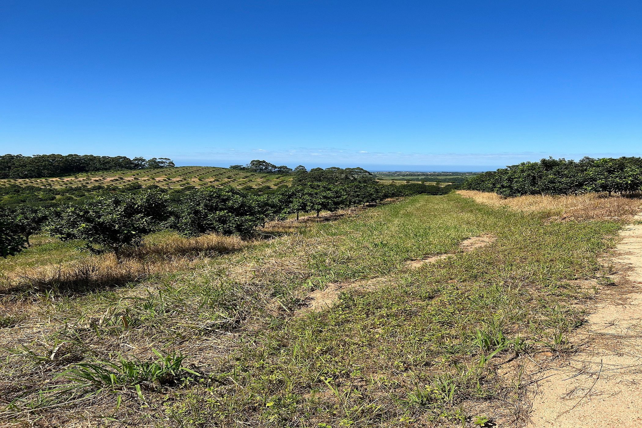 166.9 hectare Nut Farm For Sale Ifafa 1SI1609475 Pam Golding