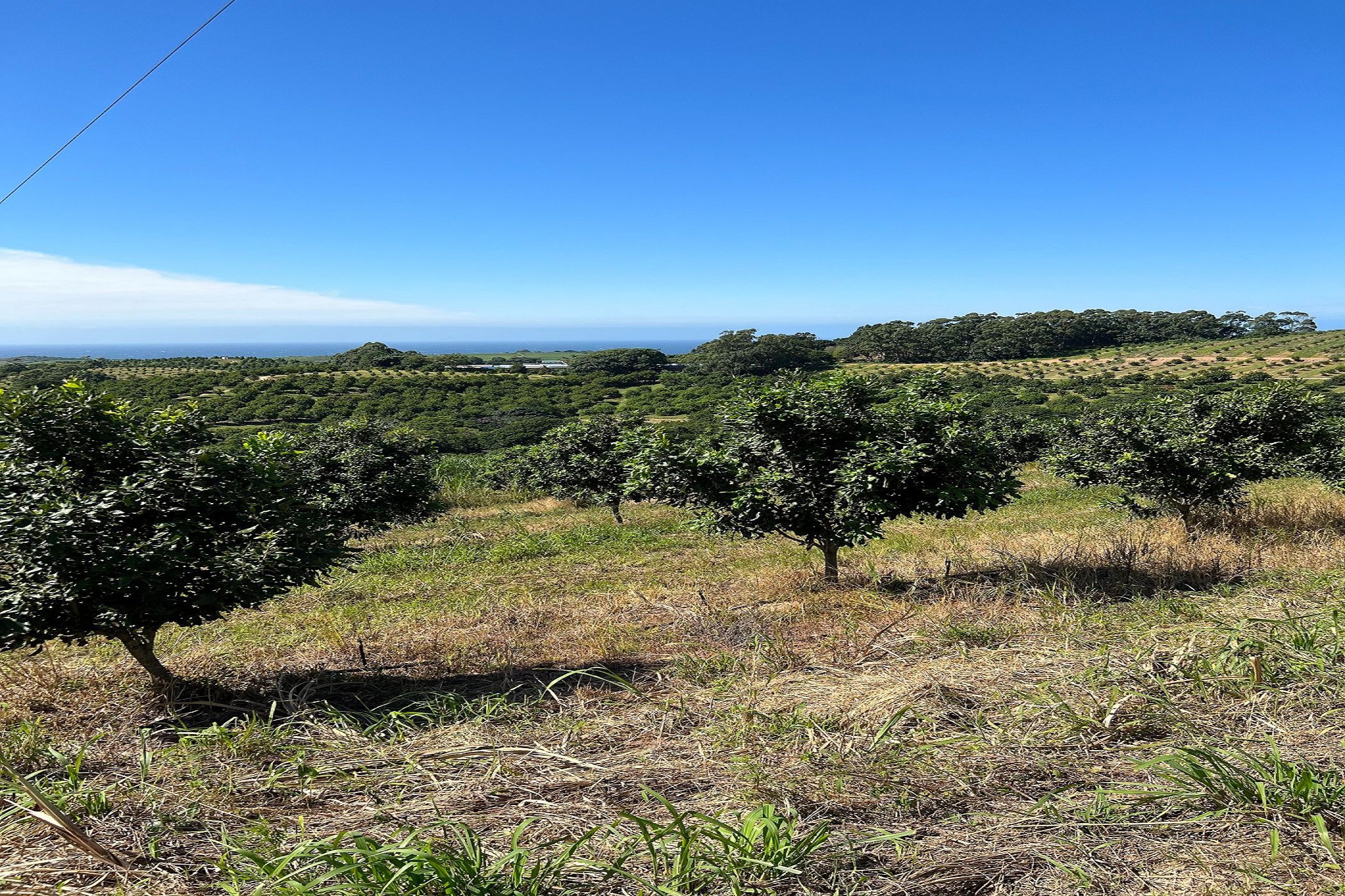 166.9 hectare Nut Farm For Sale Ifafa 1SI1609475 Pam Golding