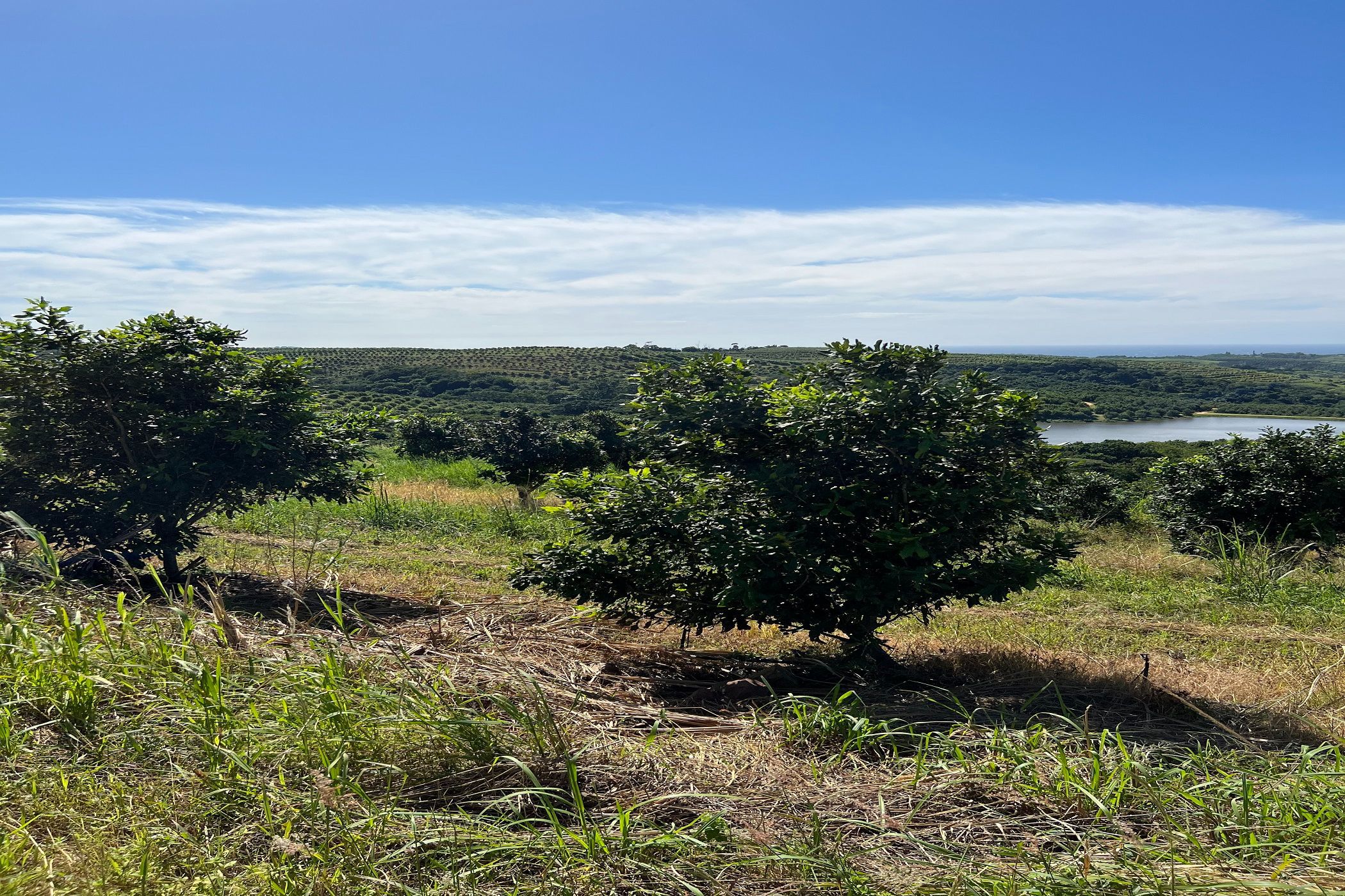 166.9 hectare Nut Farm For Sale Ifafa 1SI1609475 Pam Golding