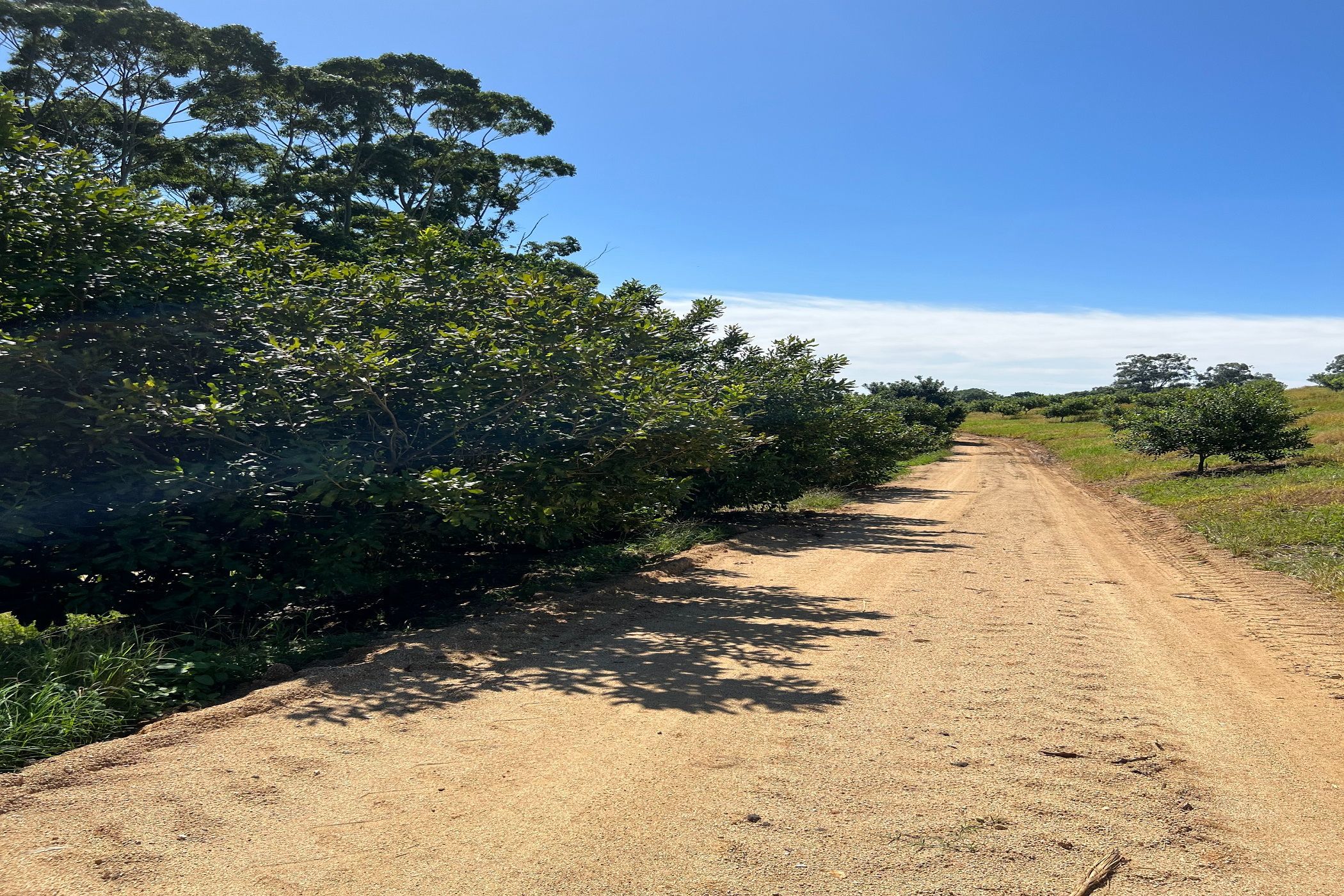 166.9 hectare Nut Farm For Sale Ifafa 1SI1609475 Pam Golding