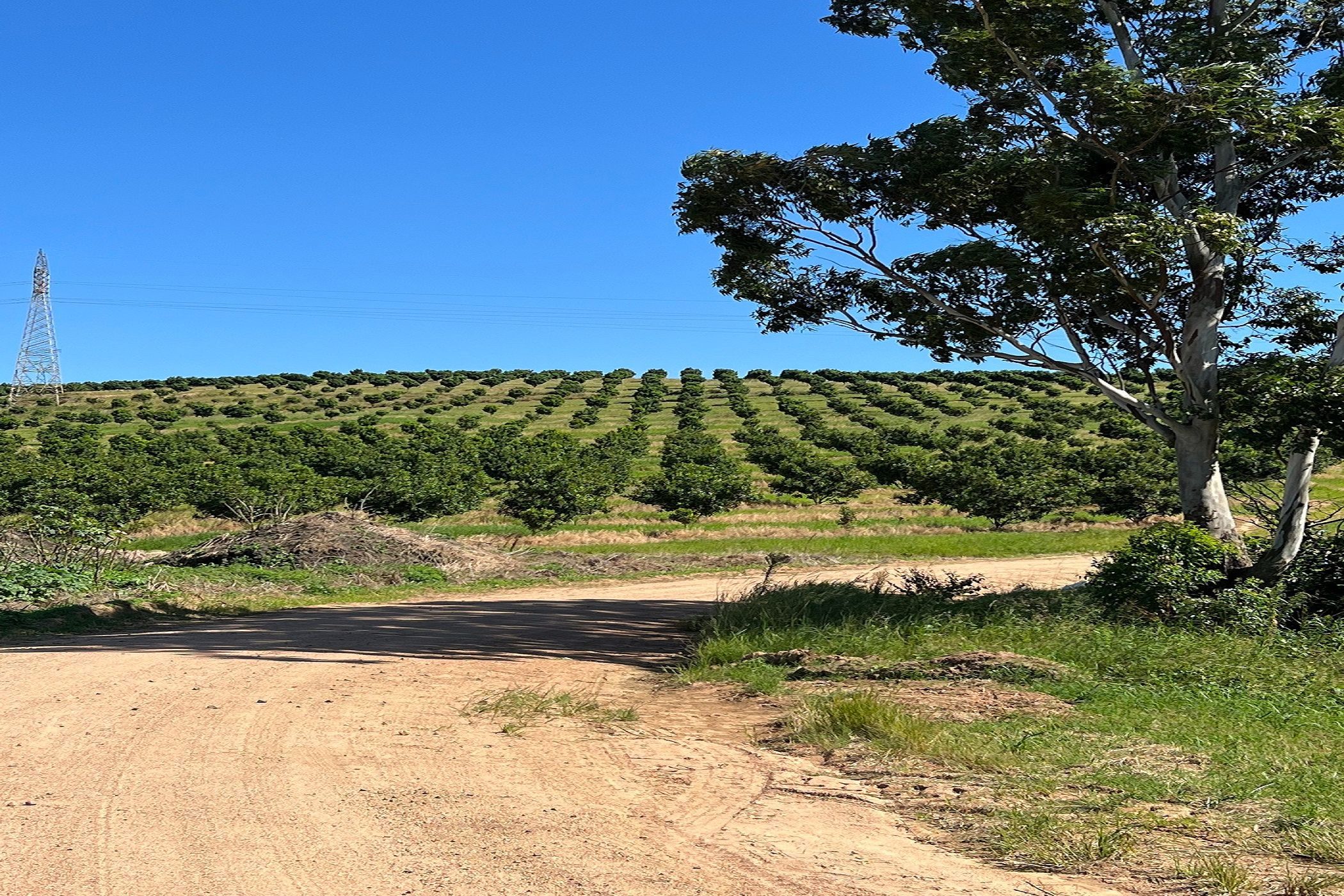 166.9 hectare Nut Farm For Sale Ifafa 1SI1609475 Pam Golding