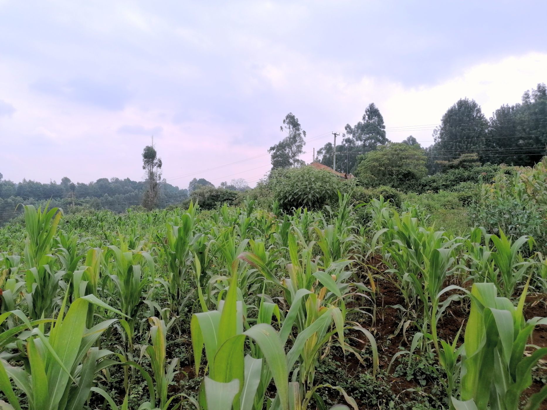 2.75 Acres Vacant Land For Sale Tigoni (Kenya) 3KE1608795 Pam