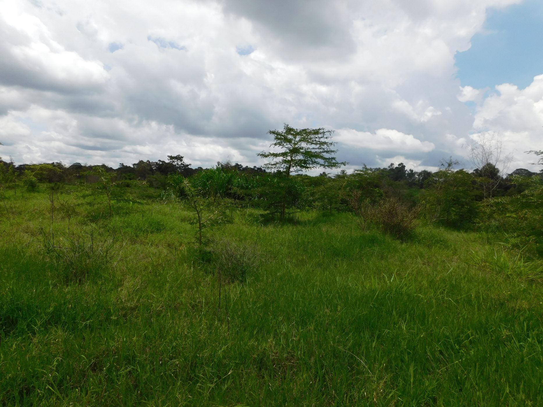 4.2 acres residential vacant land for sale in Karen (Kenya)