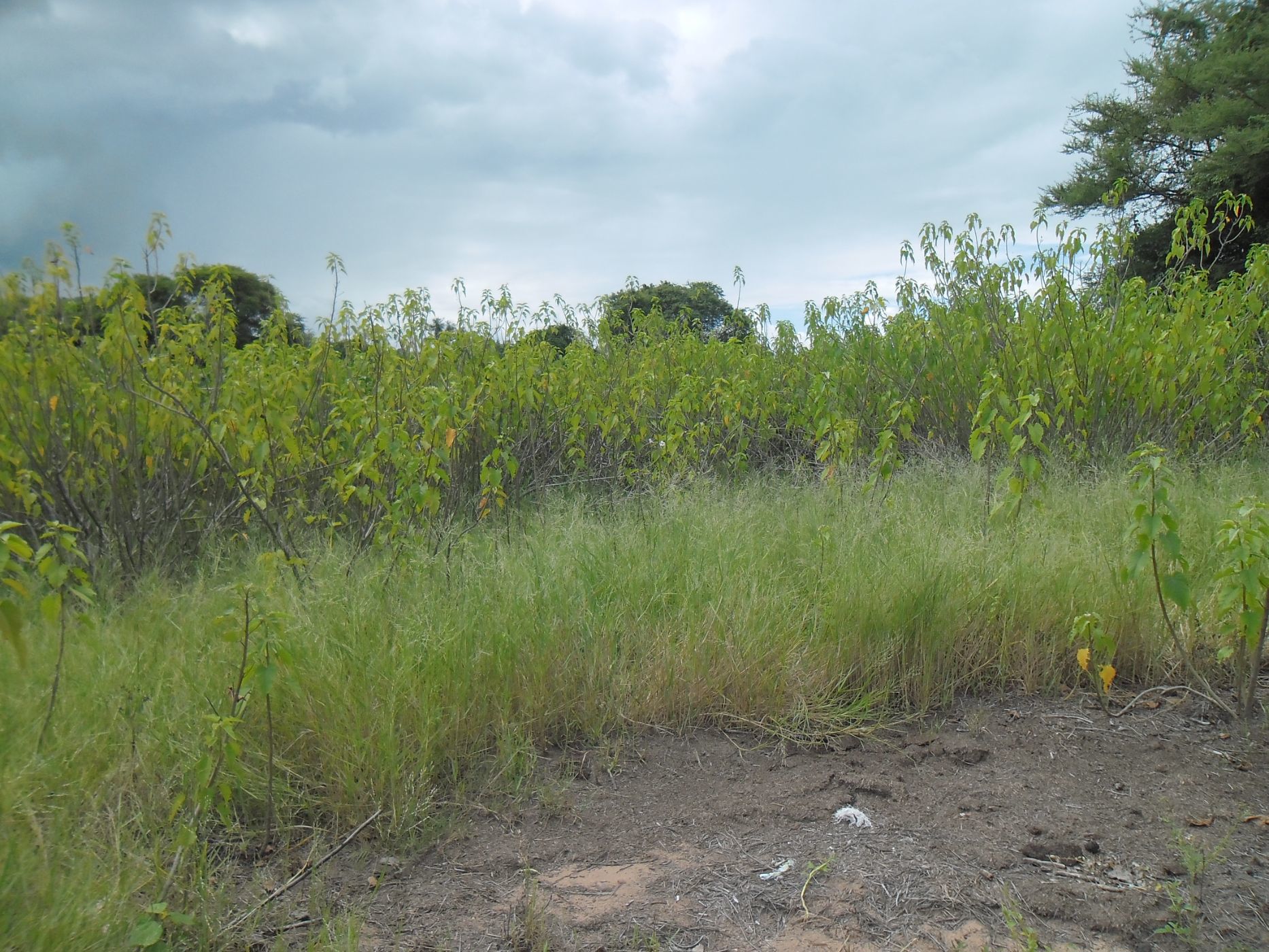 69 hectare Farm Vacant Land For Sale Lufwanyama, Copperbelt Province
