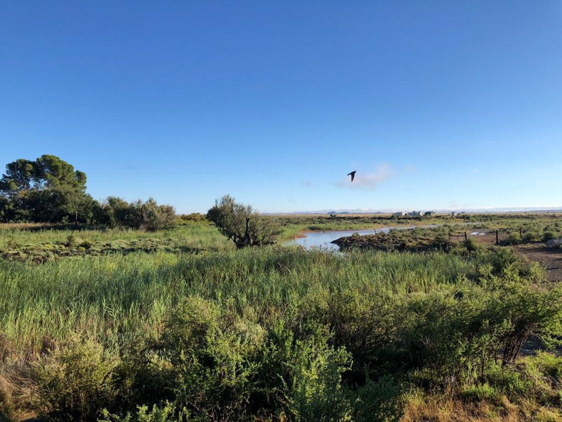 4190 hectare livestock farm for sale in Victoria West
