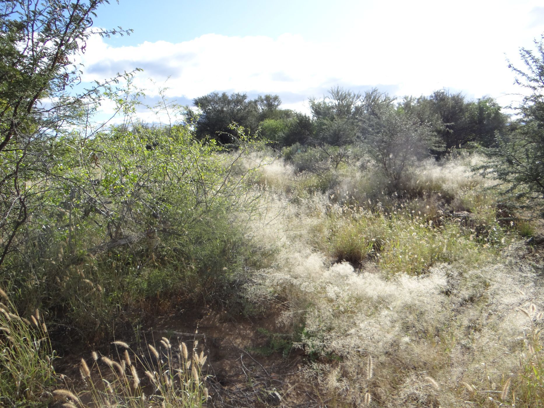 3530.58 hectare Livestock Farm For Sale Beaufort West Rural