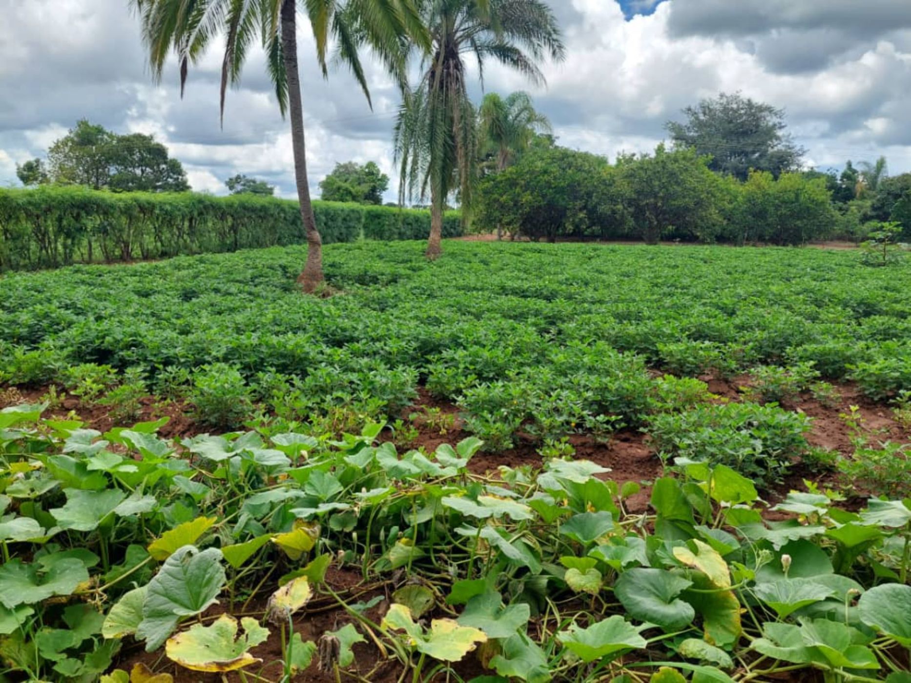 5 Acres Vacant Land For Sale Kadoma (Zimbabwe) 3ZB1616638 Pam