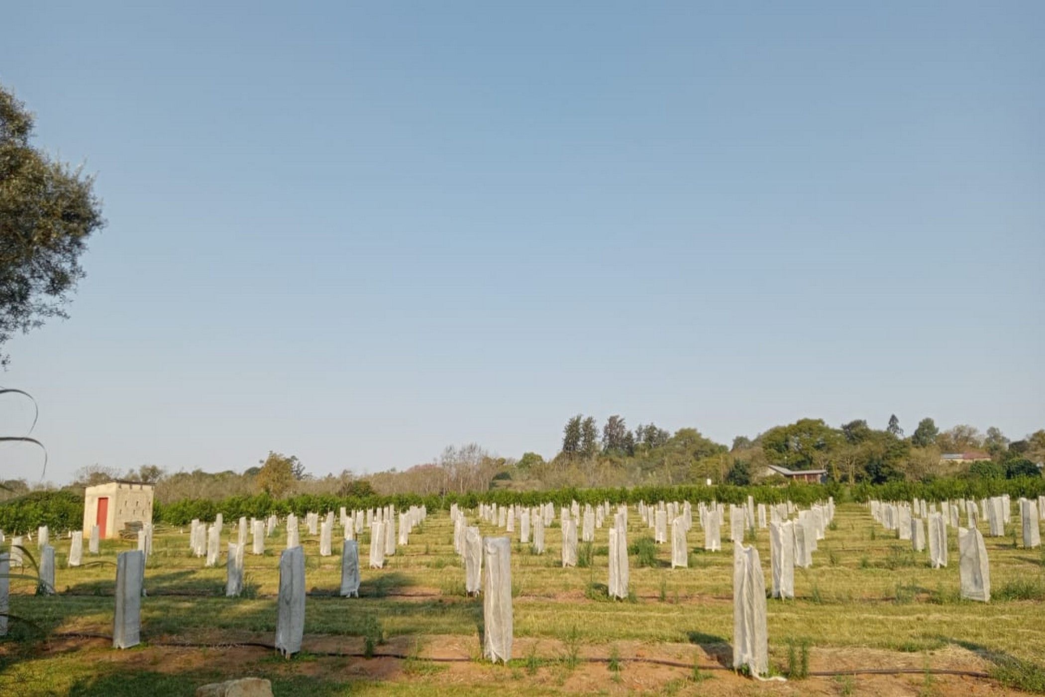 9.69 hectare Nut Farm For Sale White River AH 1WR1617264 Pam