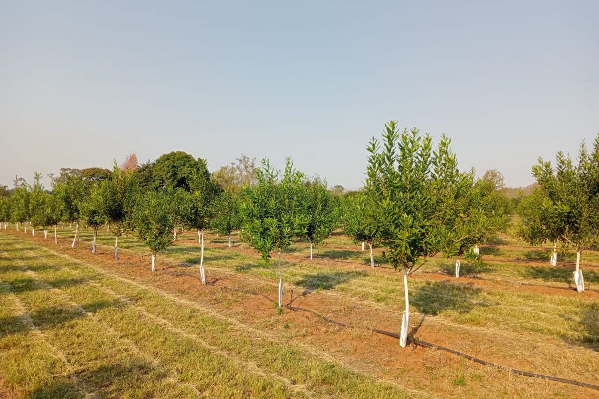 9.69 hectare Nut Farm For Sale White River AH 1WR1617264 Pam