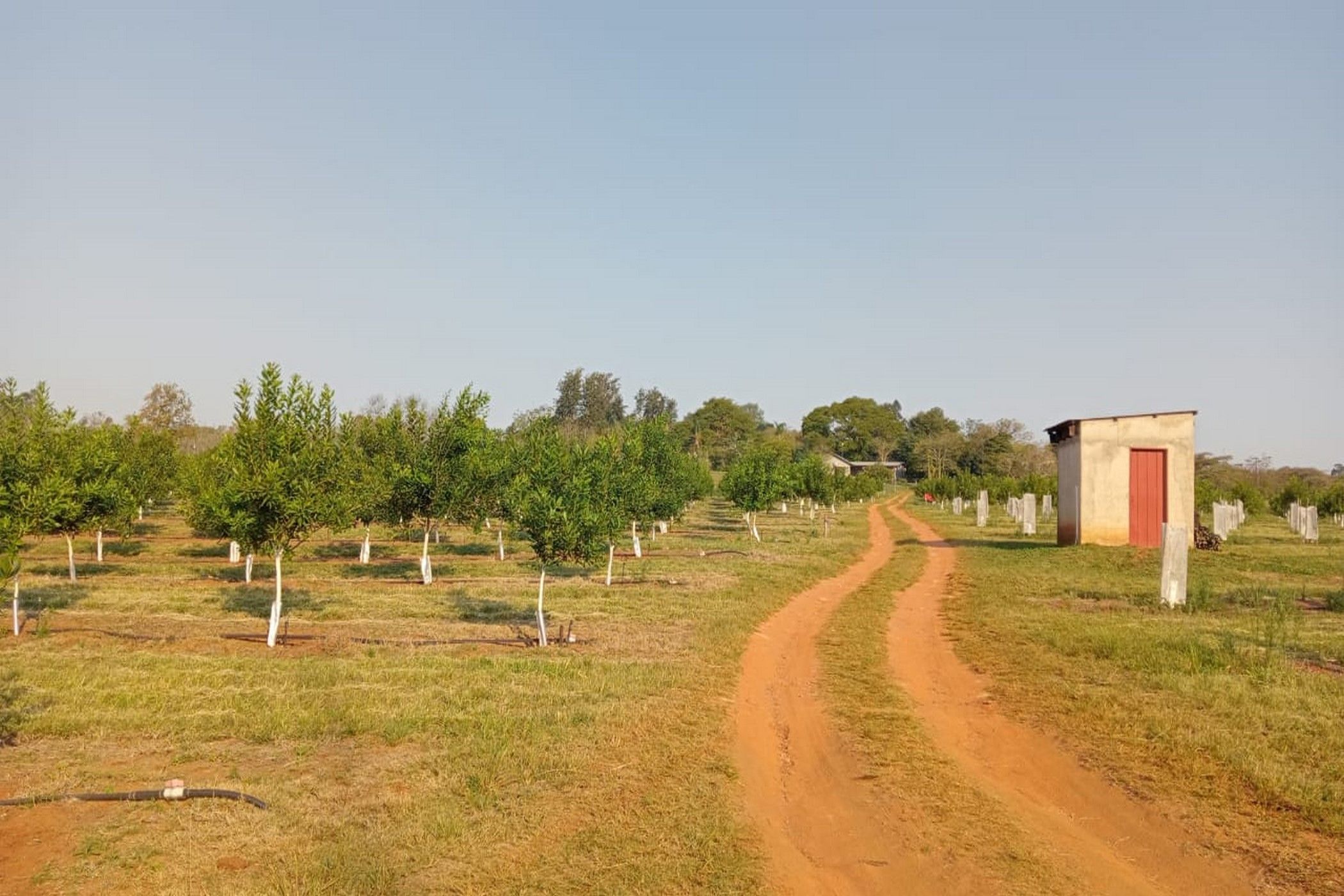 9.69 hectare Nut Farm For Sale White River AH 1WR1617264 Pam