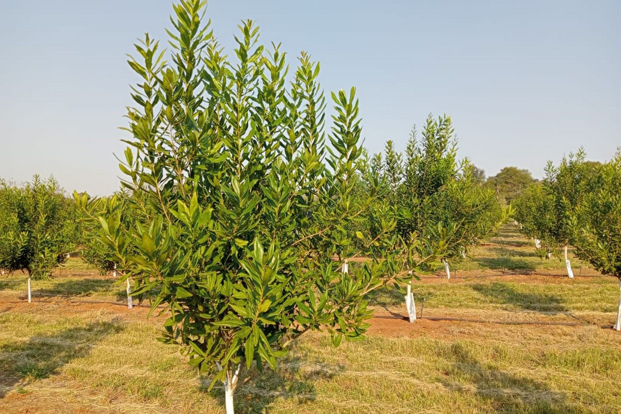 9.69 hectare Nut Farm For Sale White River AH 1WR1617264 Pam