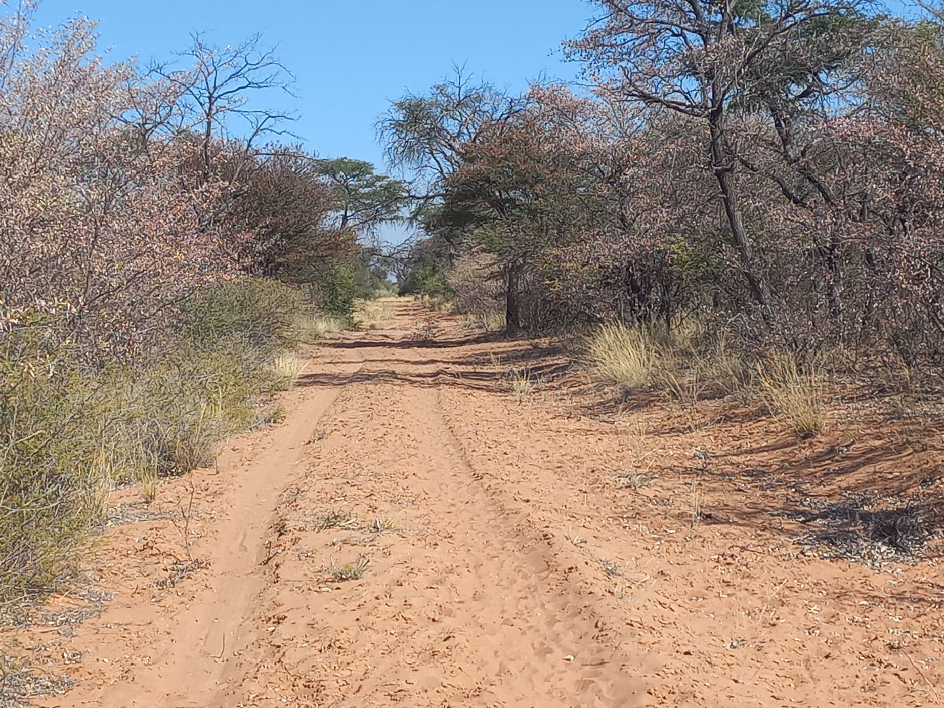 3381 hectare Game Farm For Sale Gobabis (Omaheke, Namibia