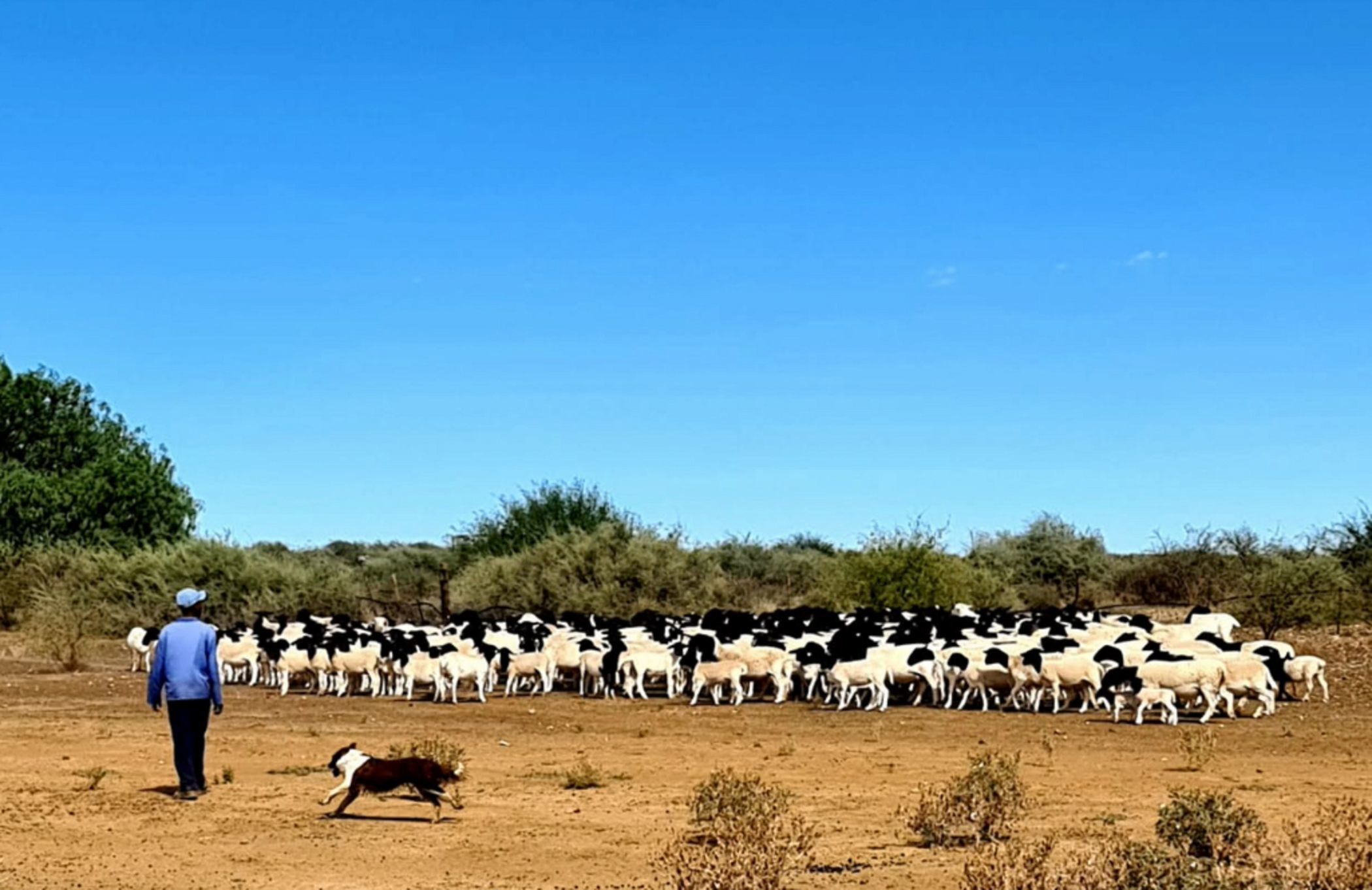11168 hectare Livestock Farm For Sale Van Wyksvlei (Northern Cape