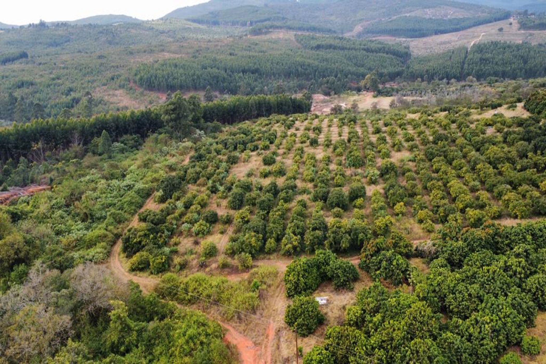 576782 m&sup2; fruit farm for sale in Haenertsburg