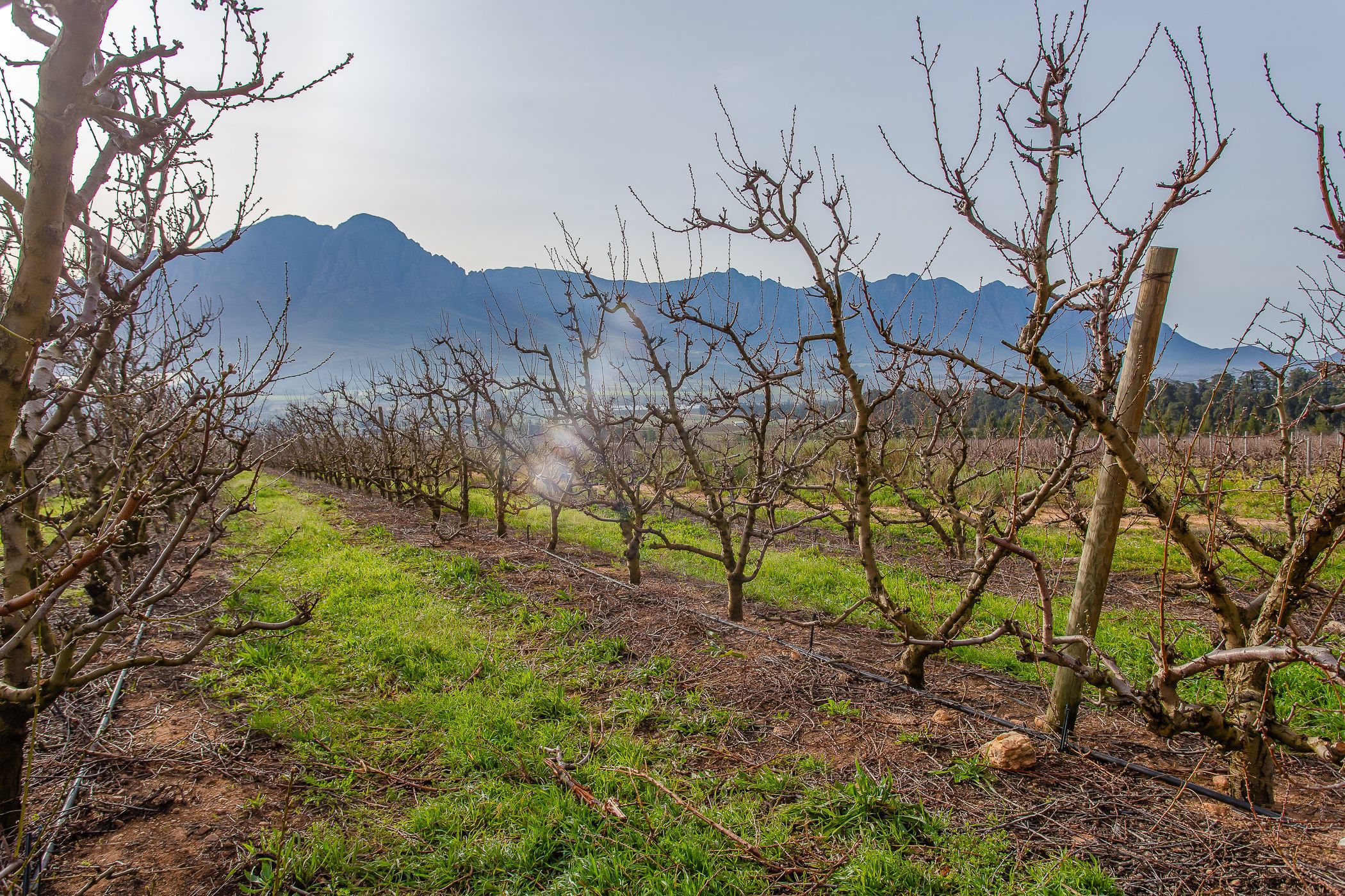 108.4 hectare Fruit Farm For Sale Worcester Rural TK1621358 Pam