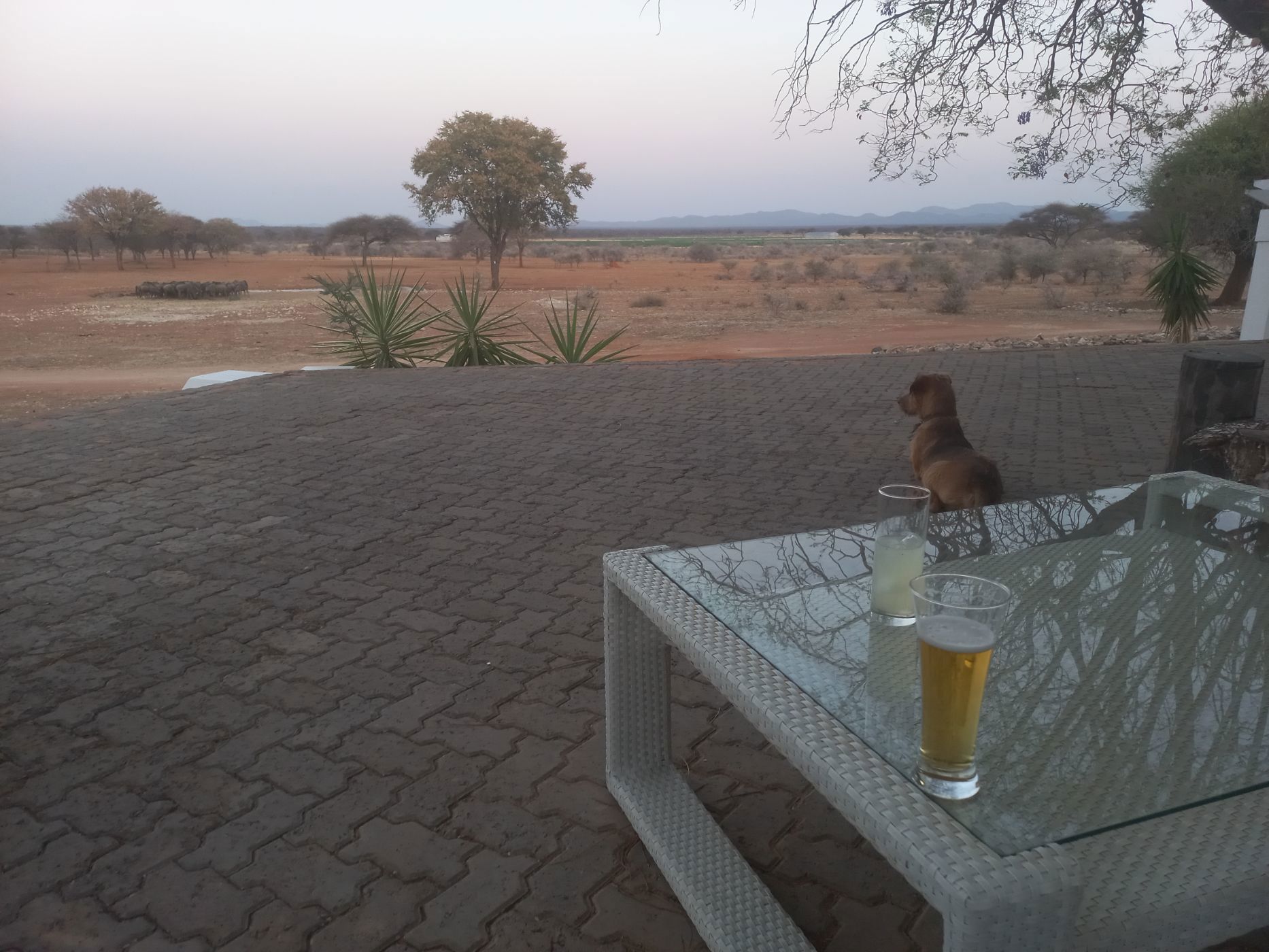 7000 hectare Game Farm For Sale Otavi (Namibia) 3NM1629547 Pam