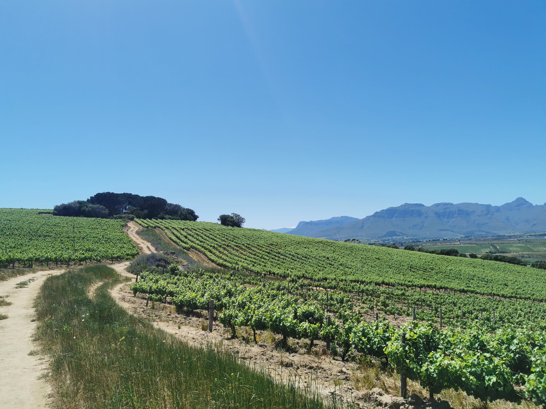 160 hectare Wine Farm For Sale Stellenbosch Farms ST1628031 Pam