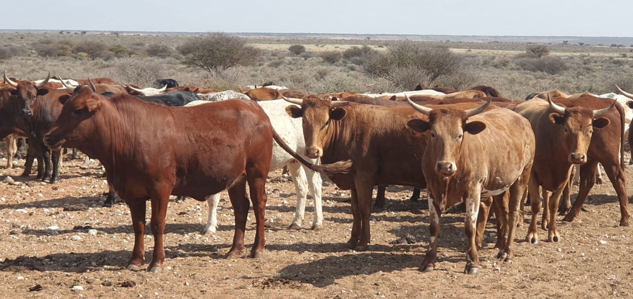 11850 hectare Livestock Farm For Sale Hopetown 1KJ1632573 Pam