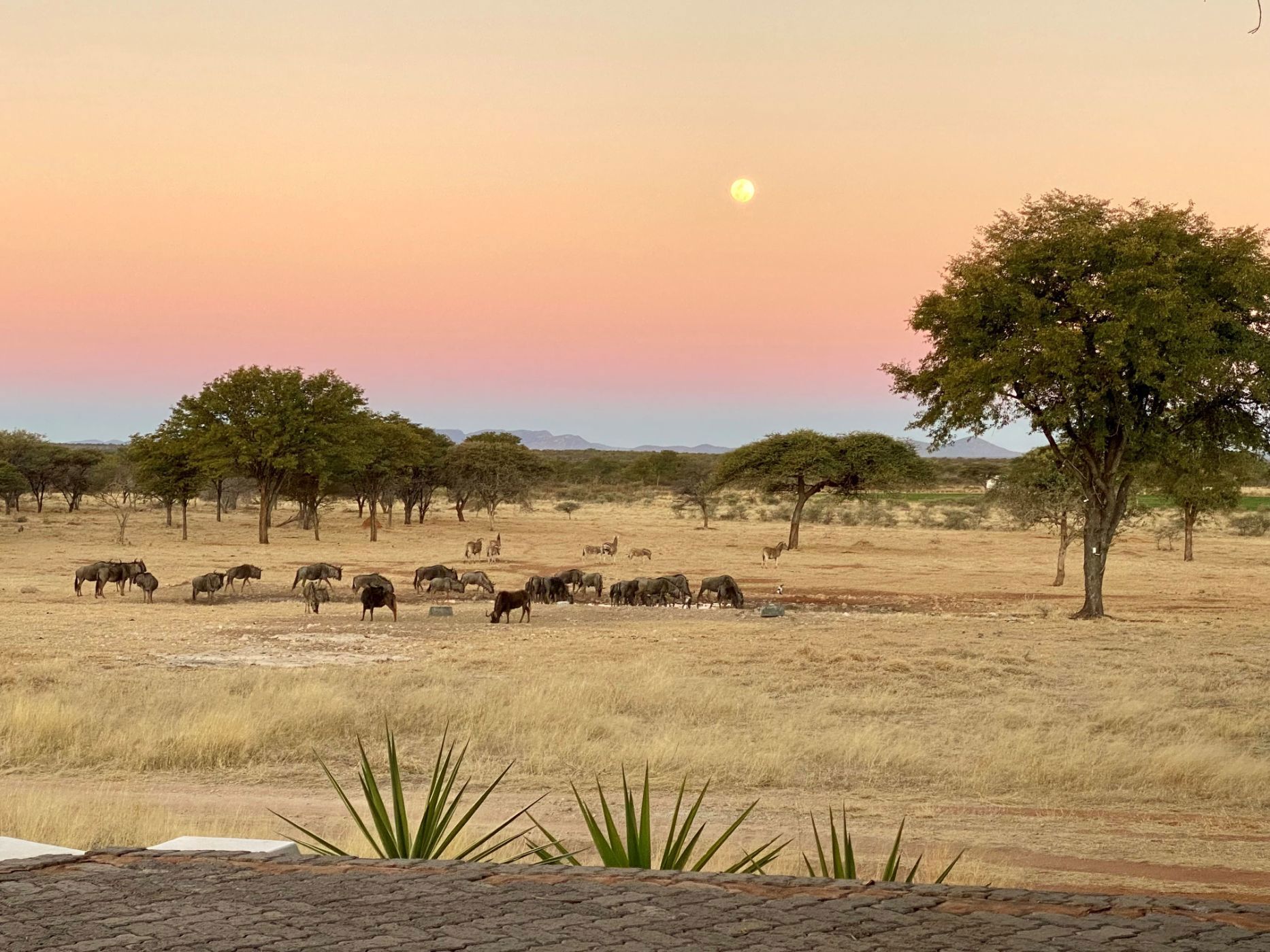 7000 hectare Game Farm For Sale Otavi (Namibia) 3NM1629547 Pam