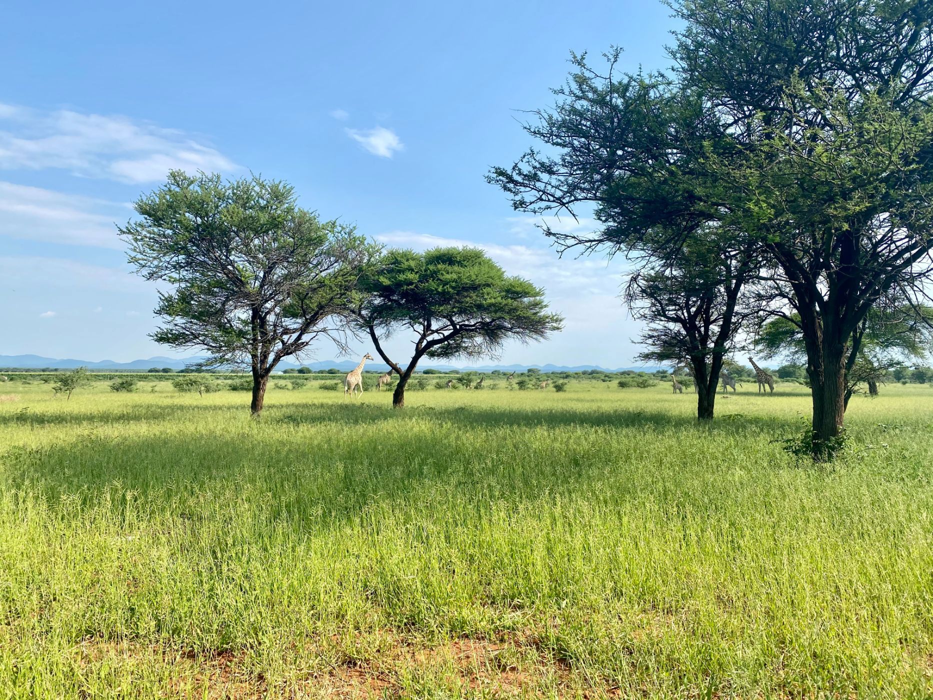7000 hectare Game Farm For Sale Otavi (Namibia) 3NM1629547 Pam