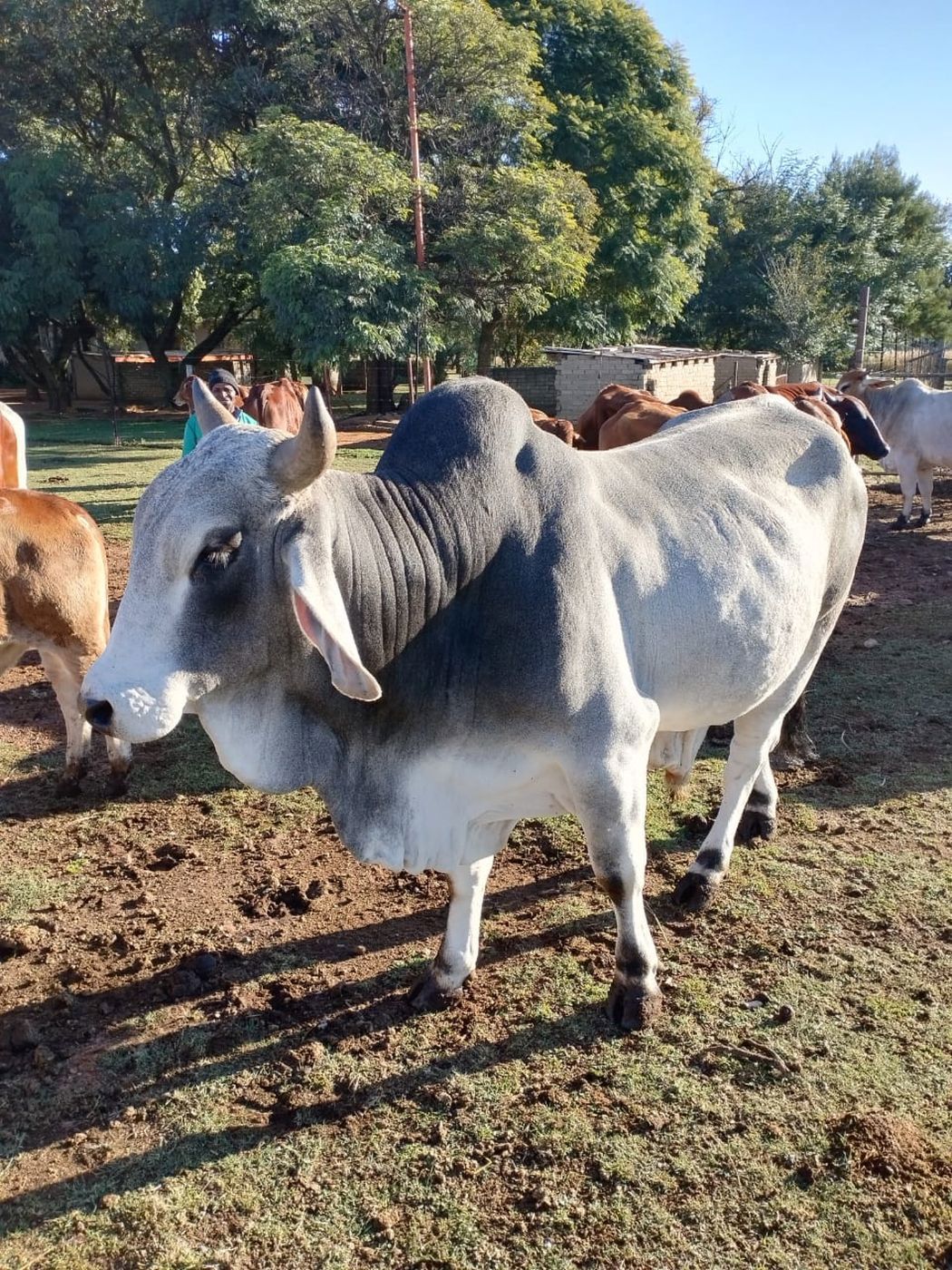 240 hectare Mixed Use Farm For Sale Vanderbijlpark 1VT1633925 Pam