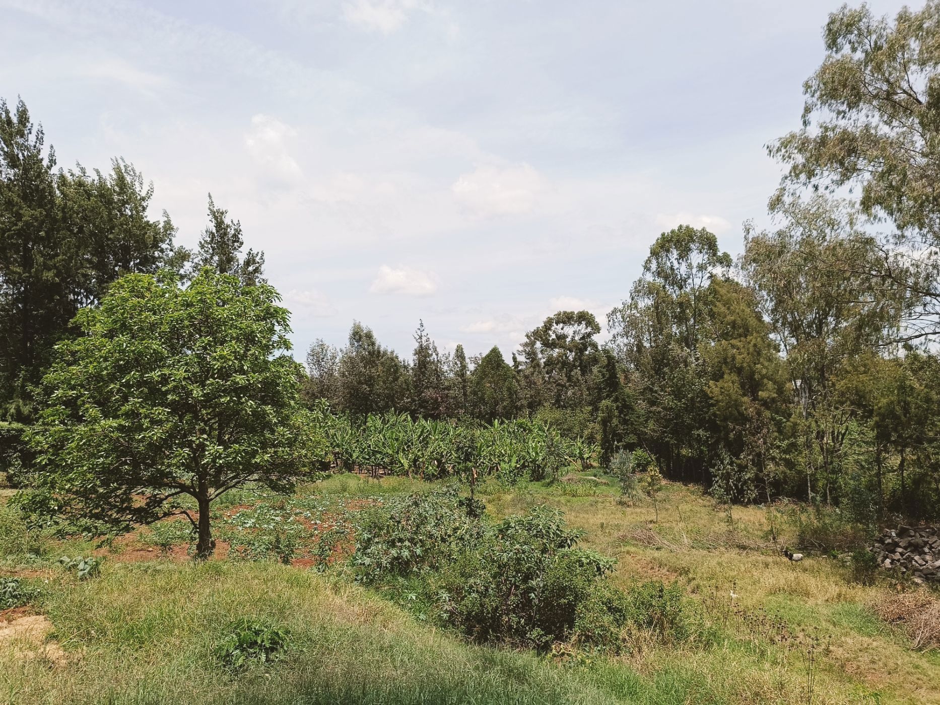 8094 m&sup2; commercial vacant land to rent in Karen (Kenya)