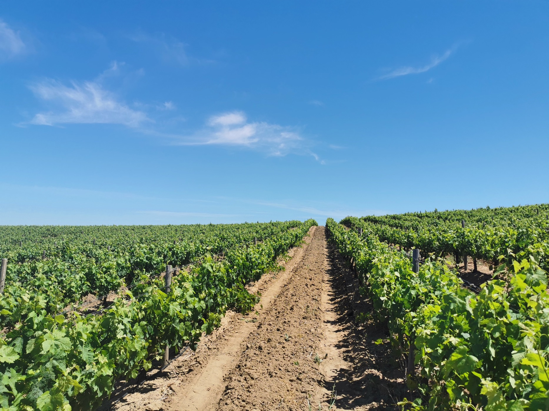 160 hectare Wine Farm For Sale Stellenbosch Farms ST1628031 Pam