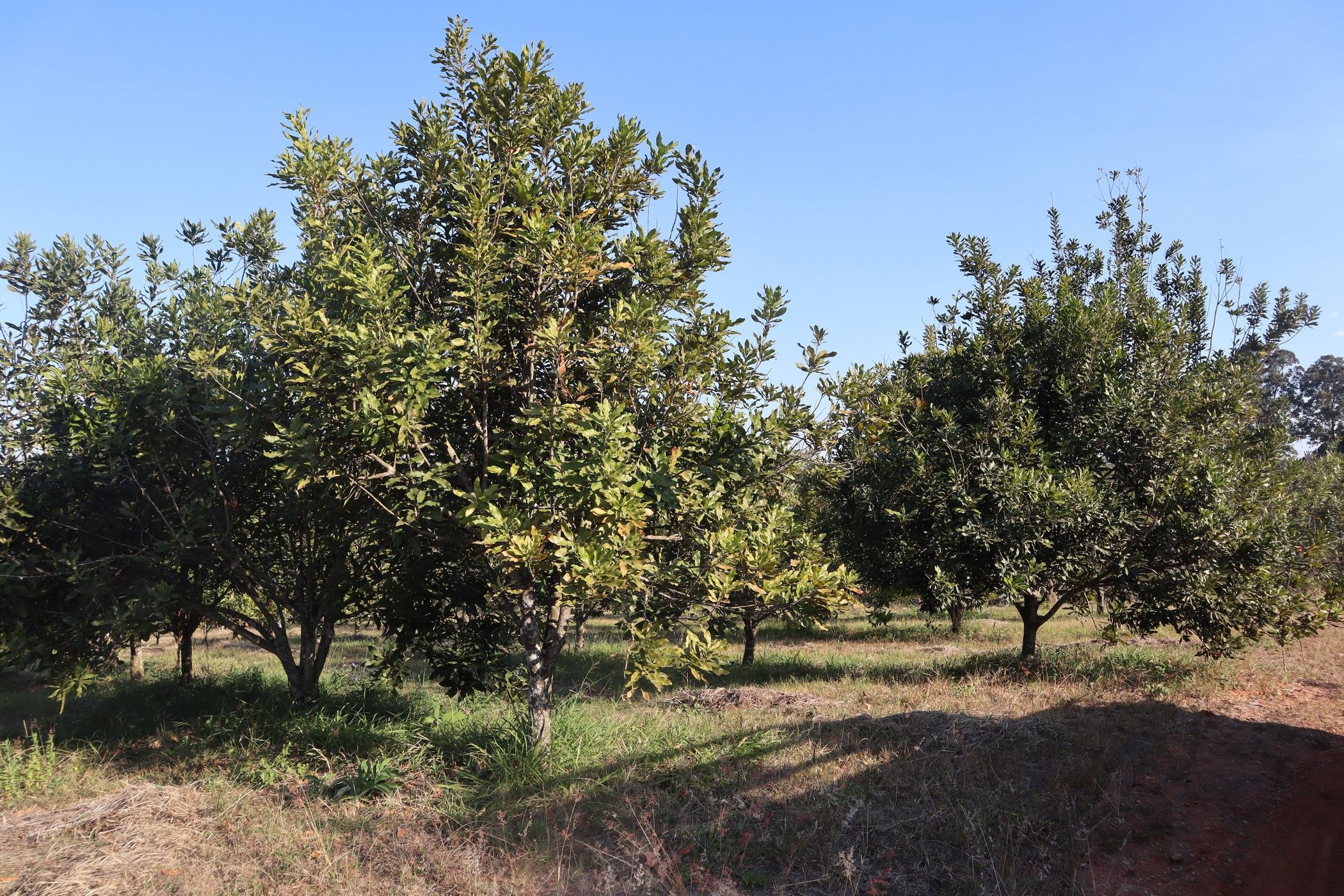 11000 m2 Farm Vacant Land For Sale White River AH 1WR1637606 Pam