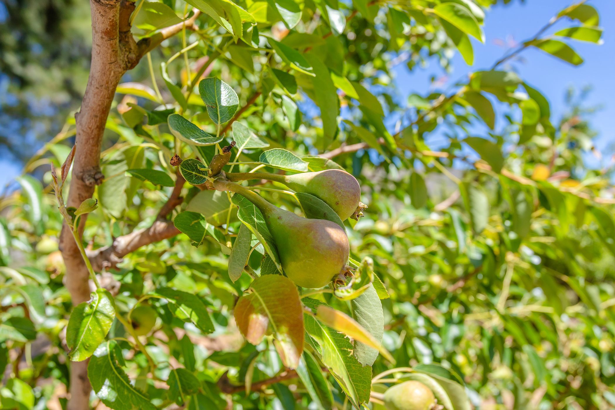 153.96 hectare Fruit Farm For Sale Wolseley TK1637621 Pam Golding