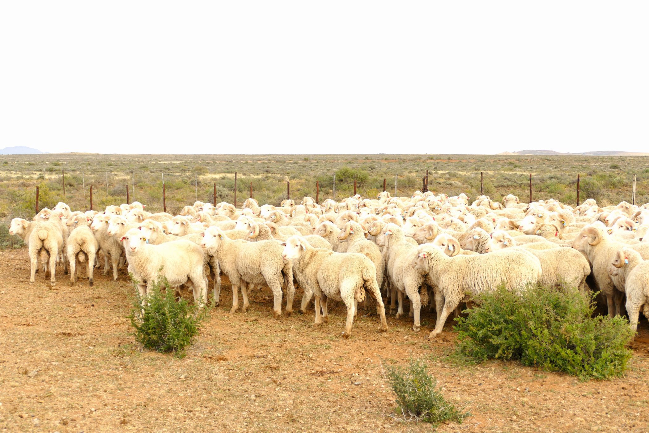 12787 hectare livestock farm for sale in Richmond (Northern Cape)