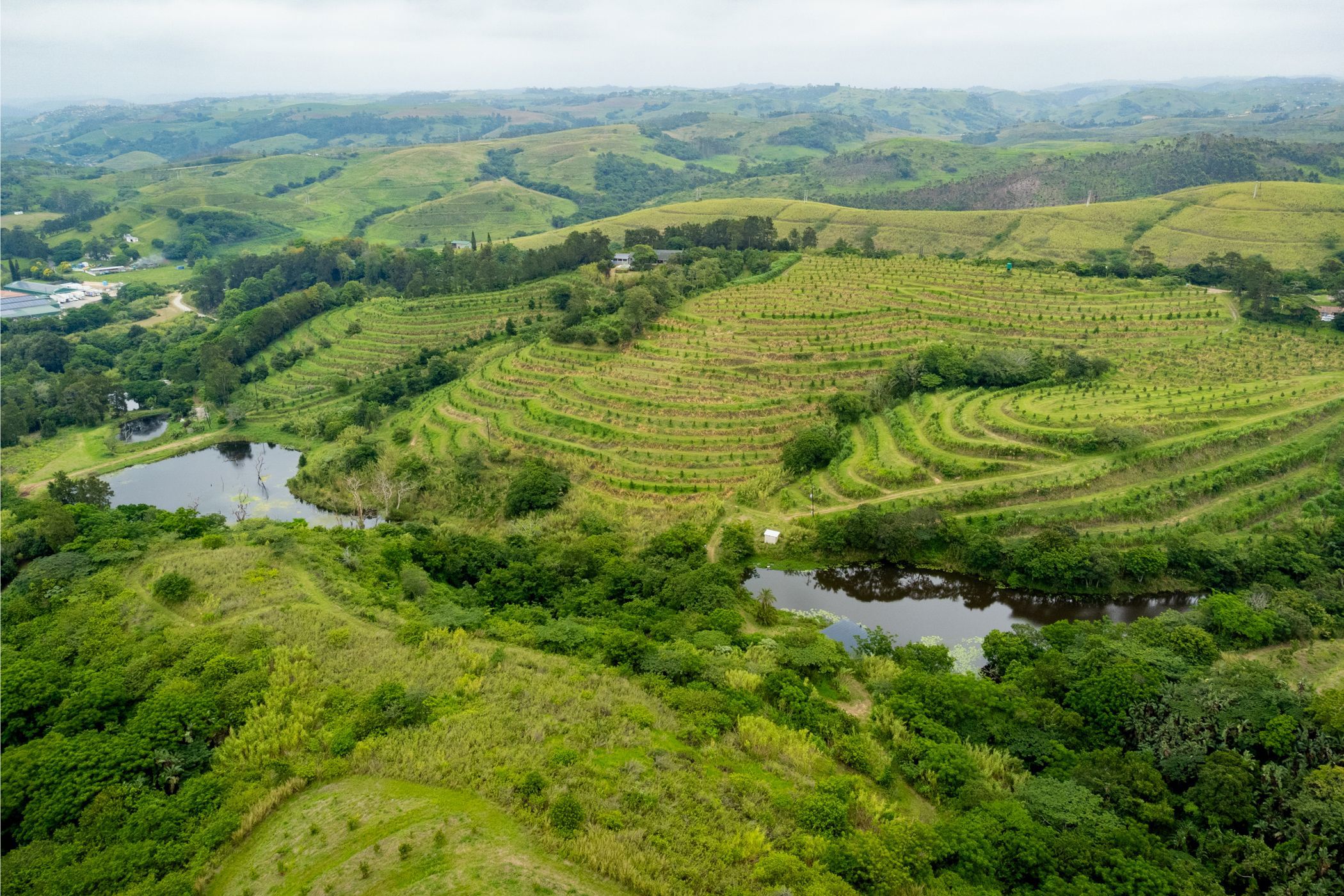 33.2 hectare nut farm for sale in Umtentweni