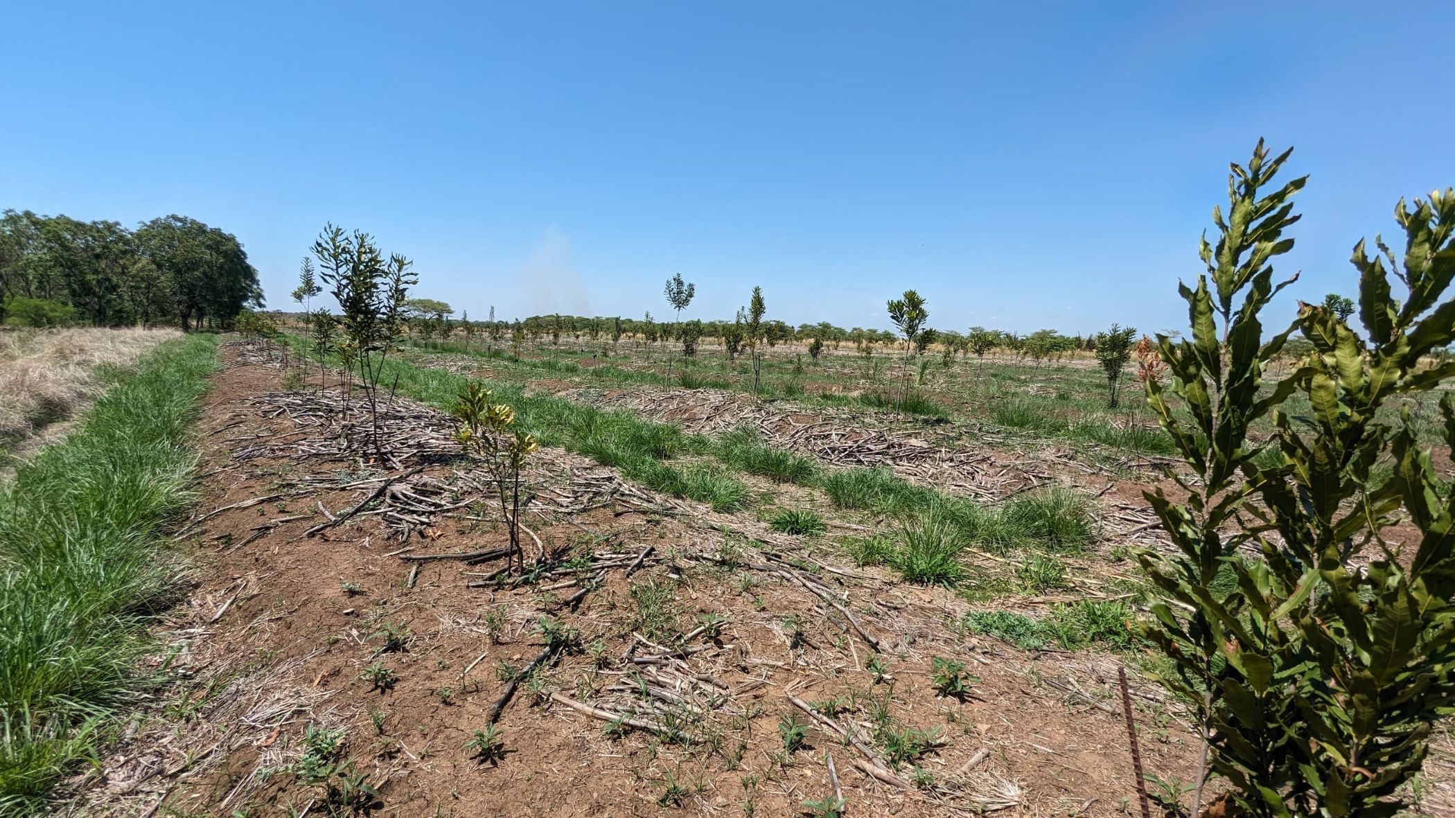 11 hectare nut farm for sale in Makeni (Zambia)