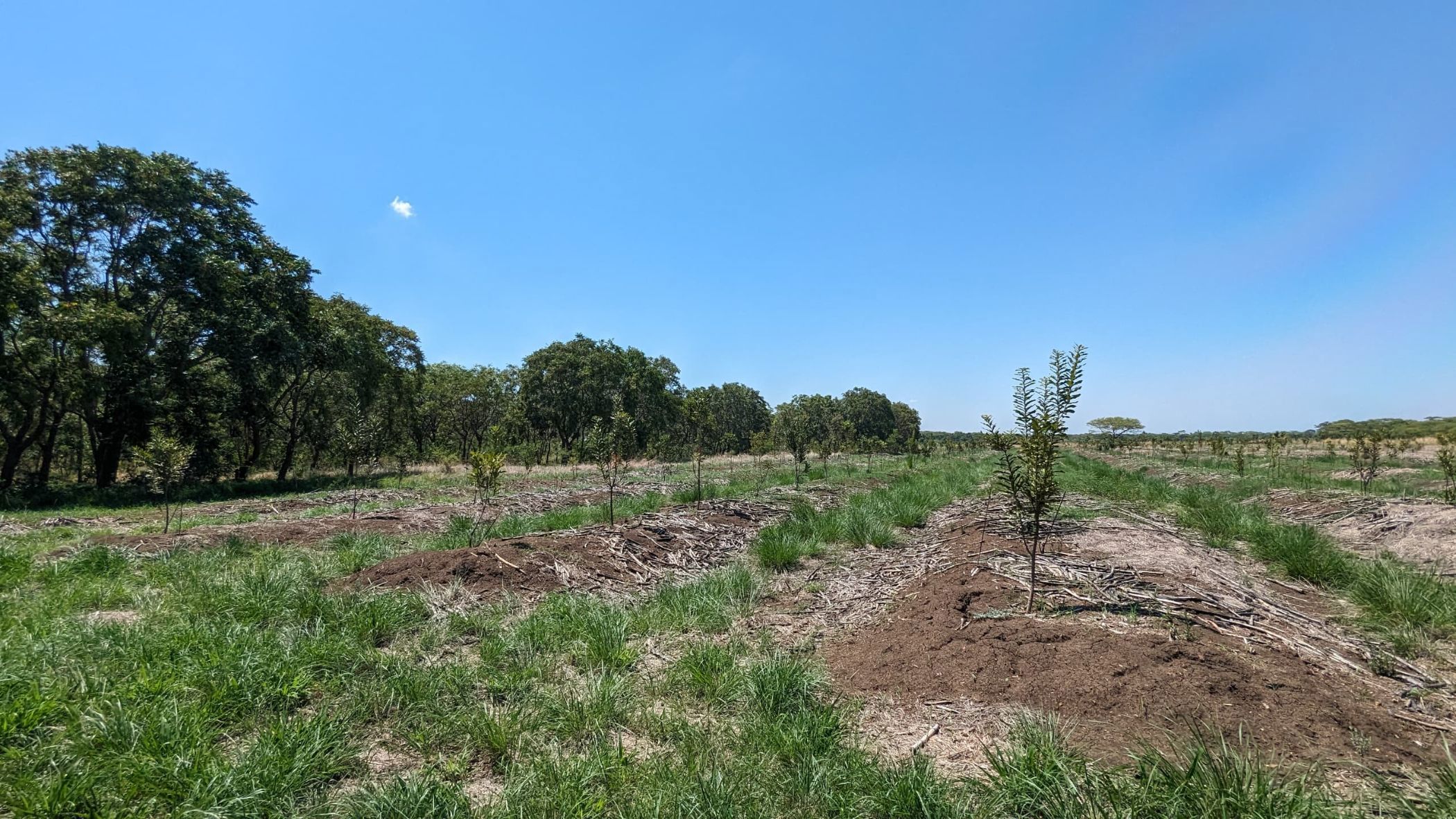 11 hectare Nut Farm For Sale Makeni (Zambia) 3ZA1639854 Pam