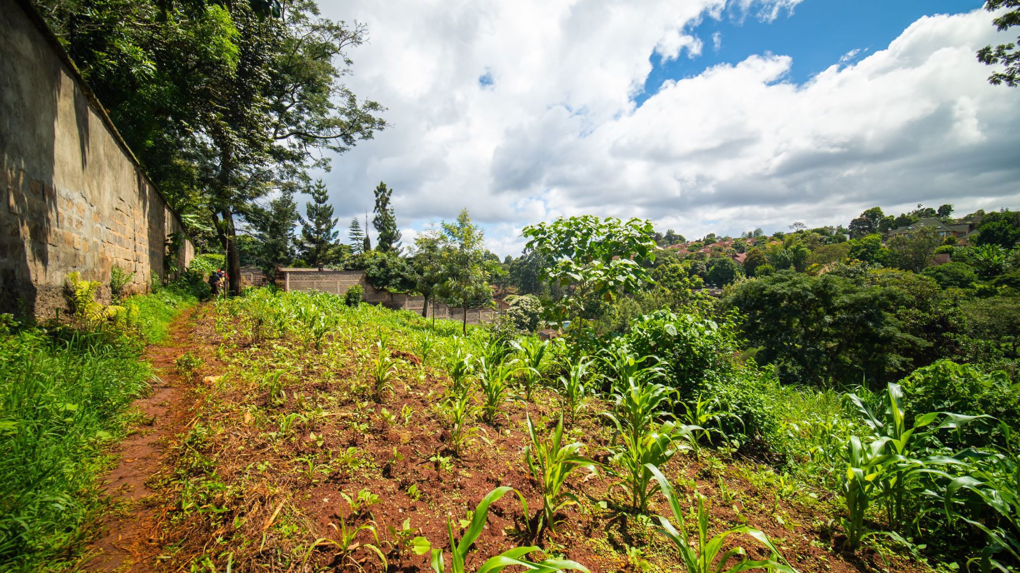 0.5 acres residential vacant land for sale in New Kitisuru (Kenya)
