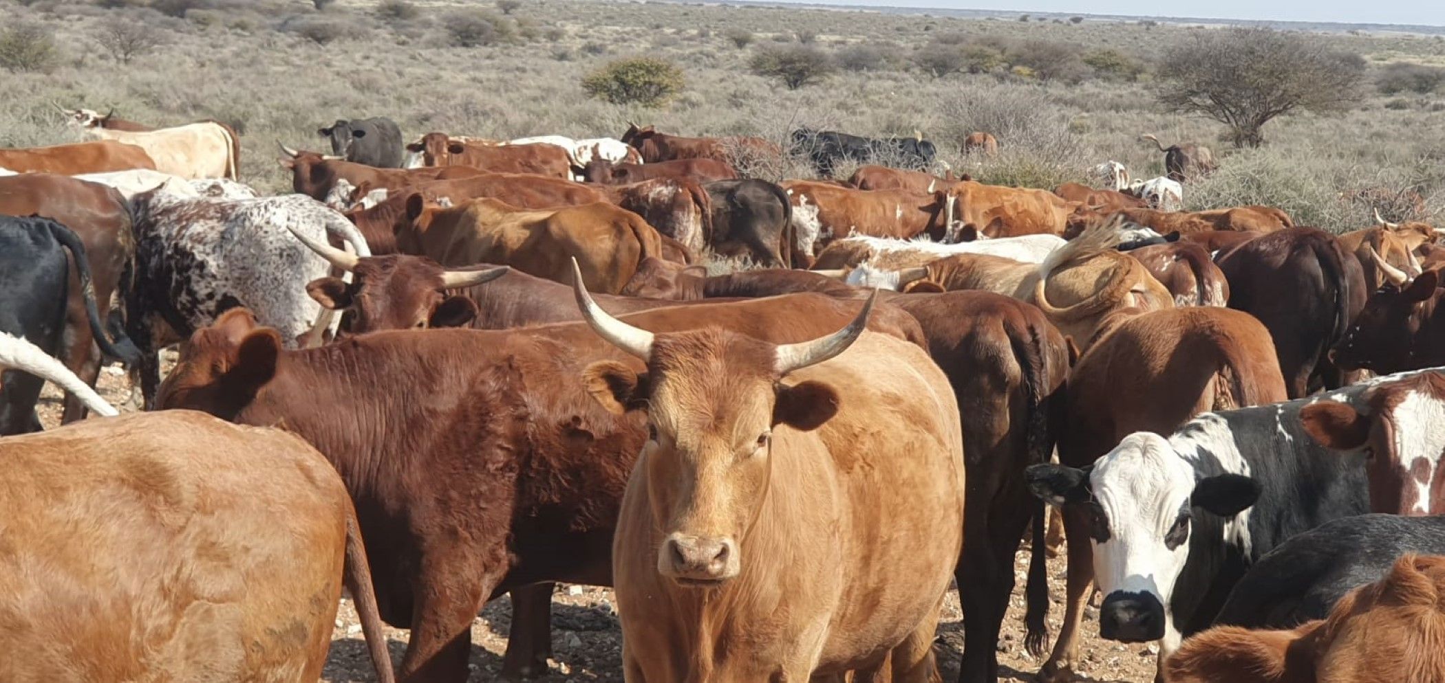 11850 hectare livestock farm for sale in Hopetown
