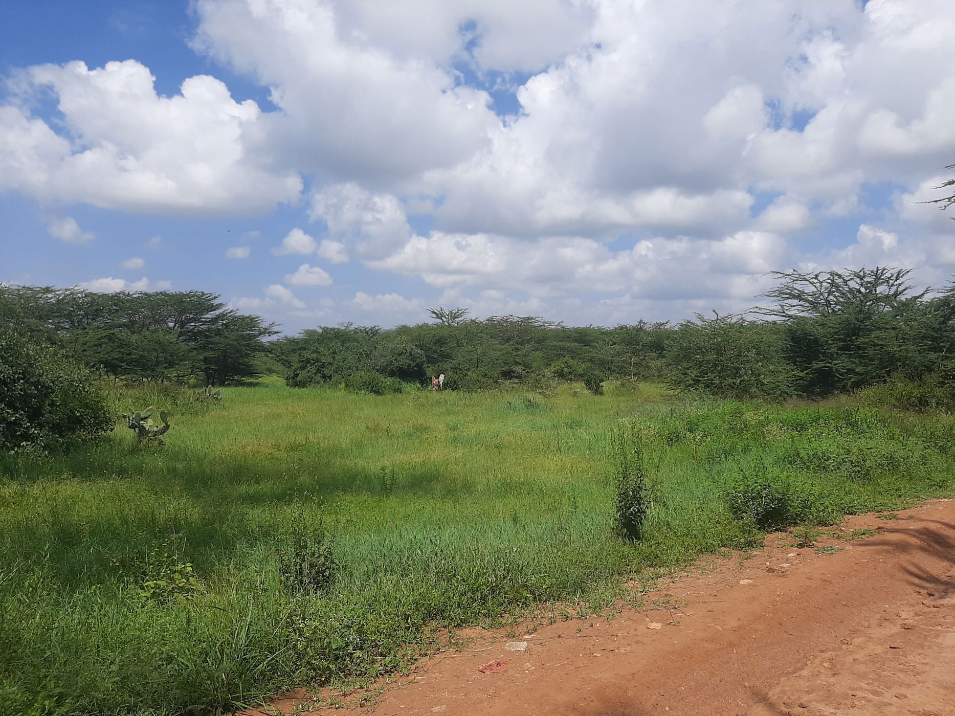 10 Acres Farm Vacant Land For Sale Athi River (Kenya) 3KE1646272