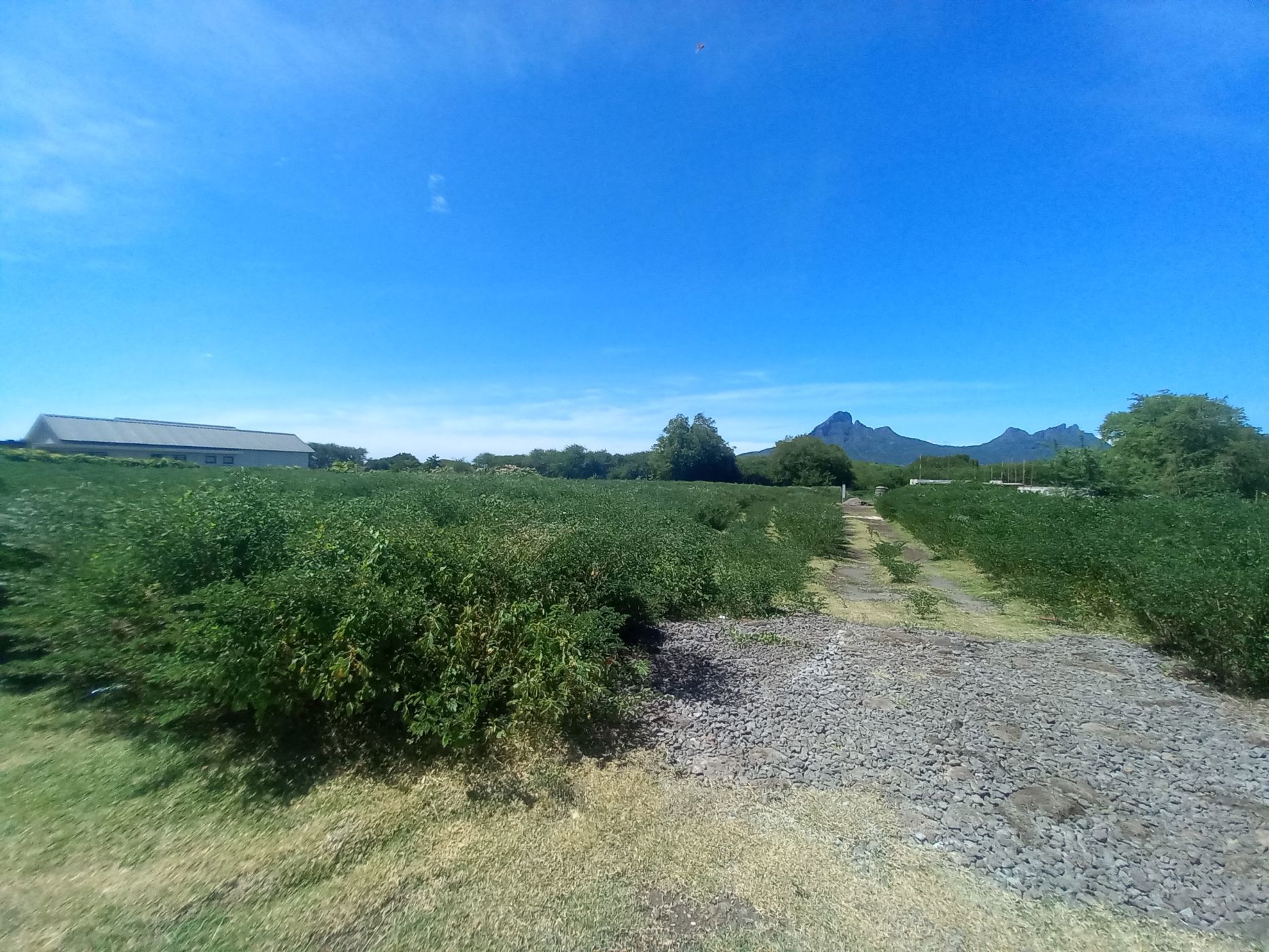 2150 m2 Residential Vacant Land For Sale Tamarin (Mauritius