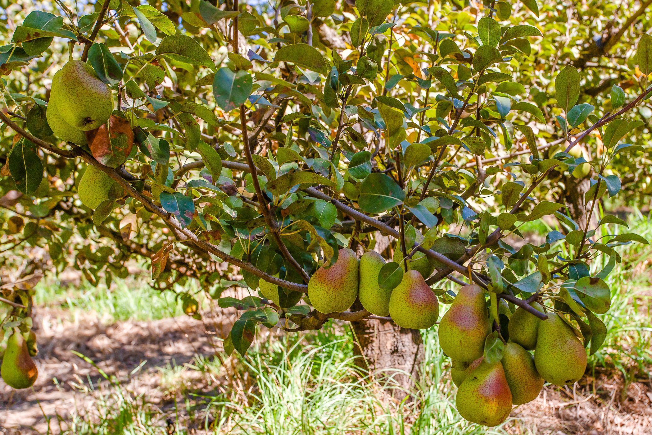 34.3 hectare Fruit Farm For Sale Wolseley TK1648678 Pam Golding