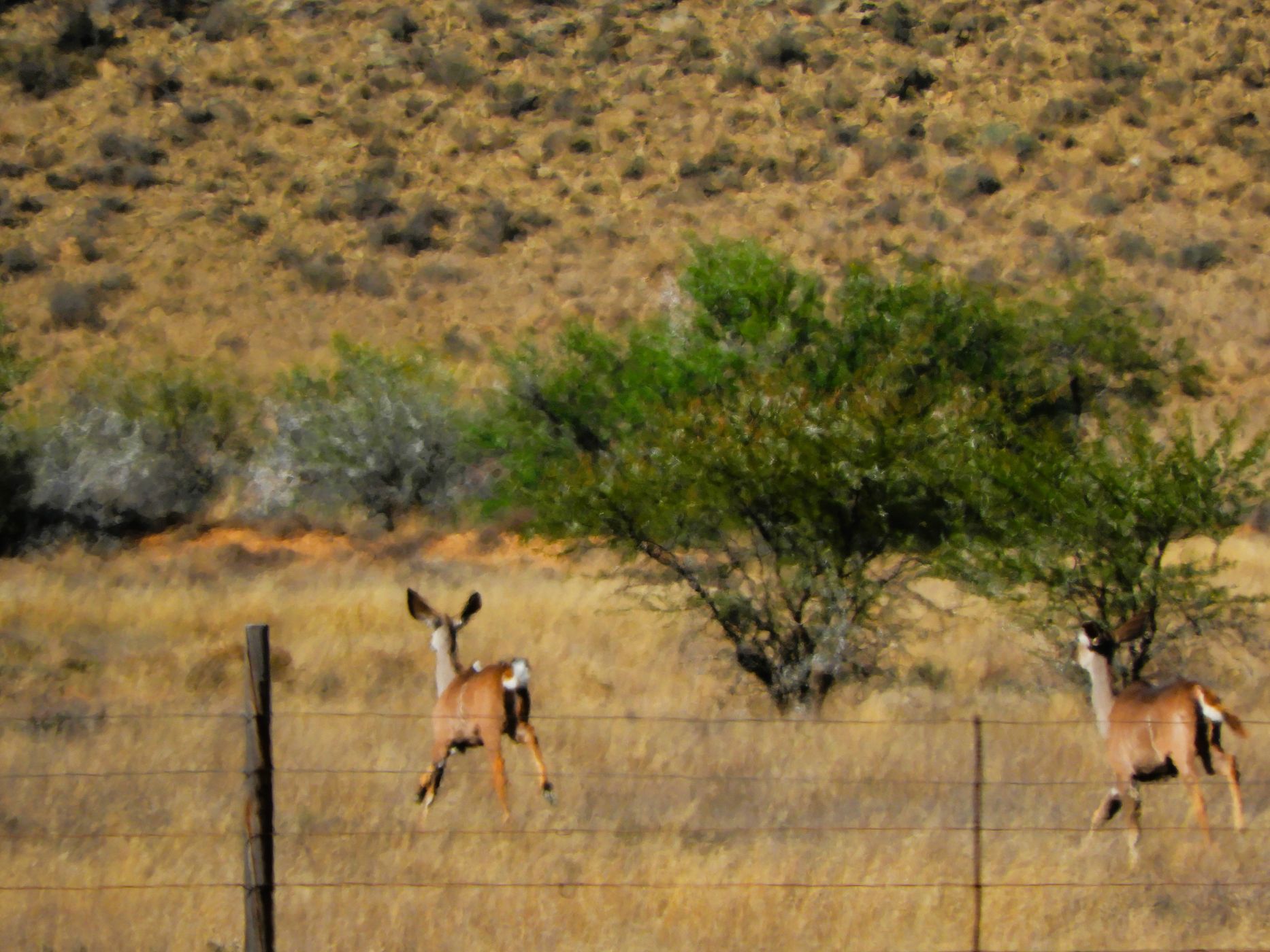 453.98 hectare Livestock Farm For Sale Pearston 1KK1650603 Pam Golding Properties